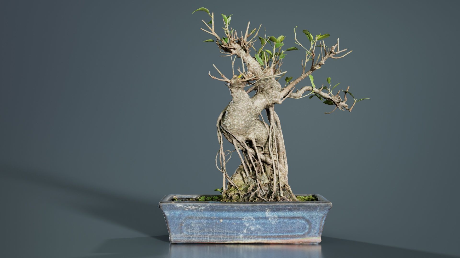 Ficus Retusa Bonsai Tree Low-poly 3D model_8