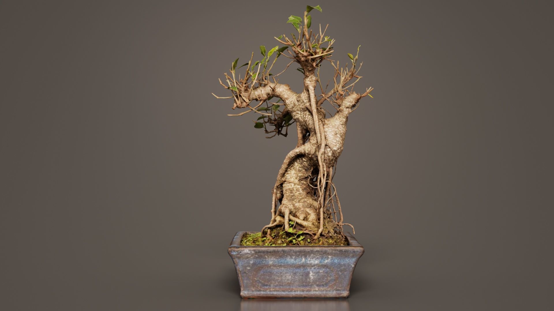 Ficus Retusa Bonsai Tree Low-poly 3D model_2