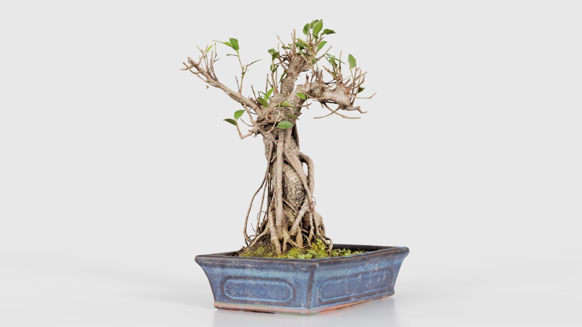 Ficus Retusa Bonsai Tree Low-poly 3D model_17