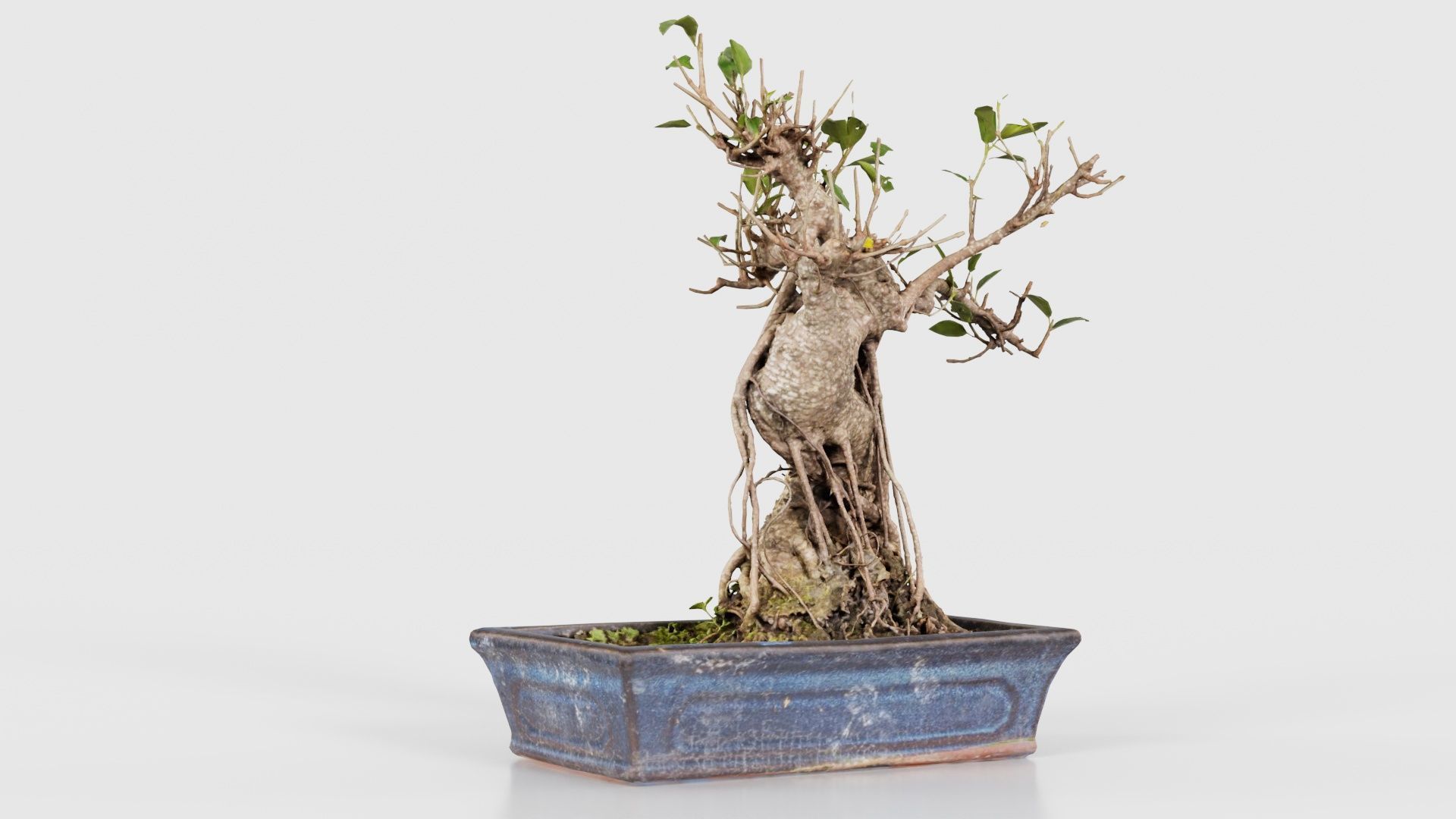 Ficus Retusa Bonsai Tree Low-poly 3D model_22