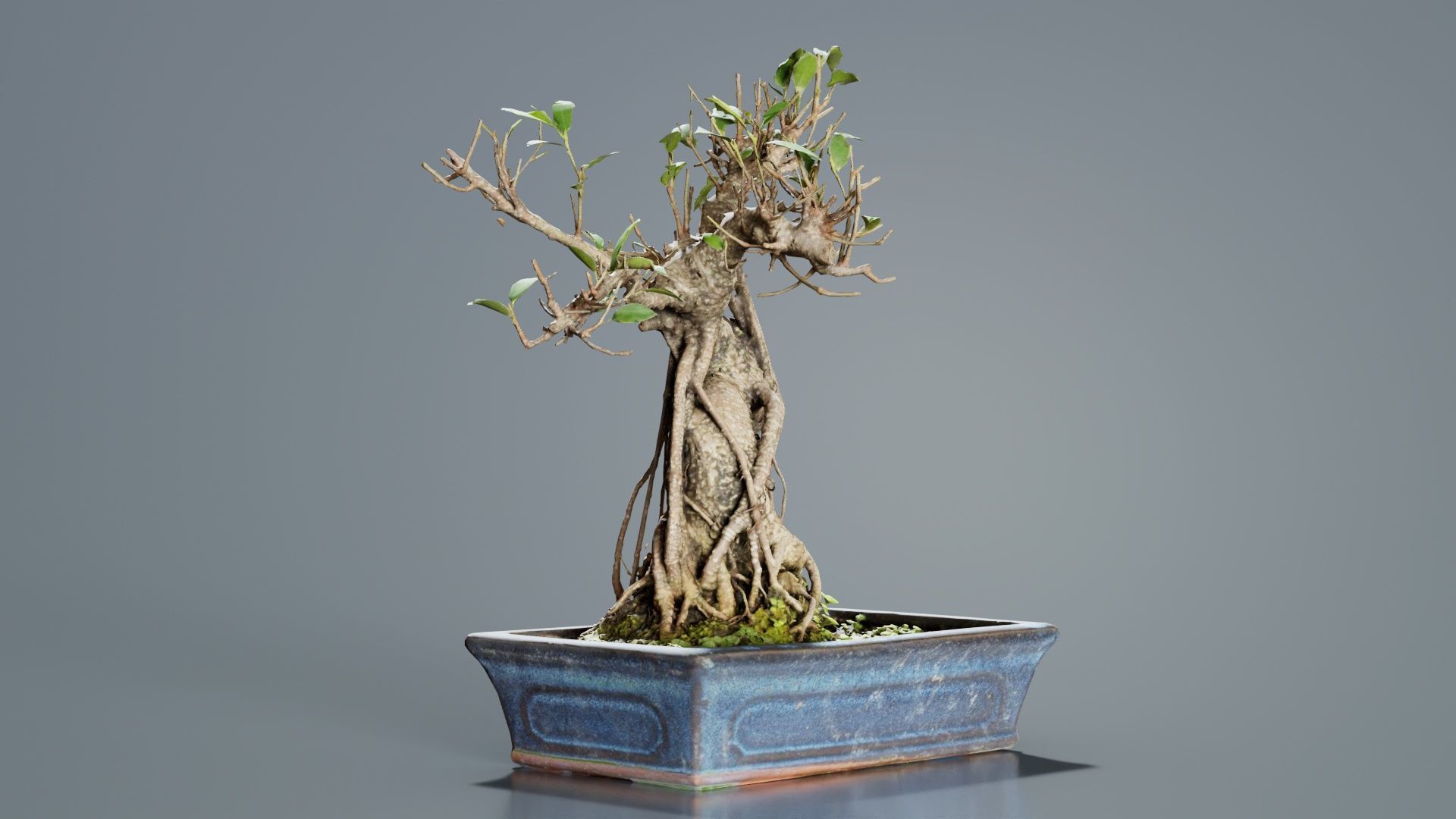 Ficus Retusa Bonsai Tree Low-poly 3D model_5