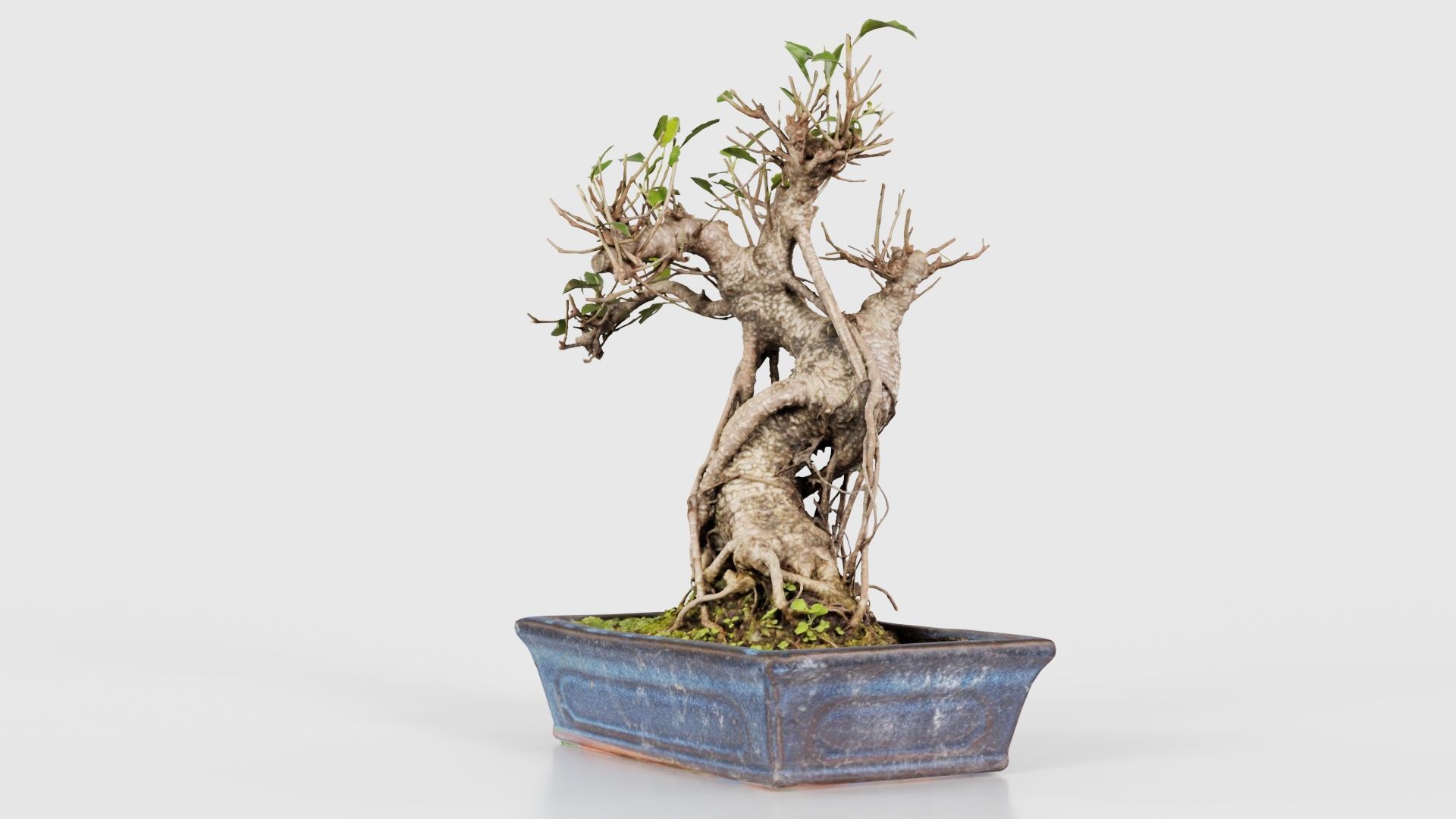 Ficus Retusa Bonsai Tree Low-poly 3D model_25