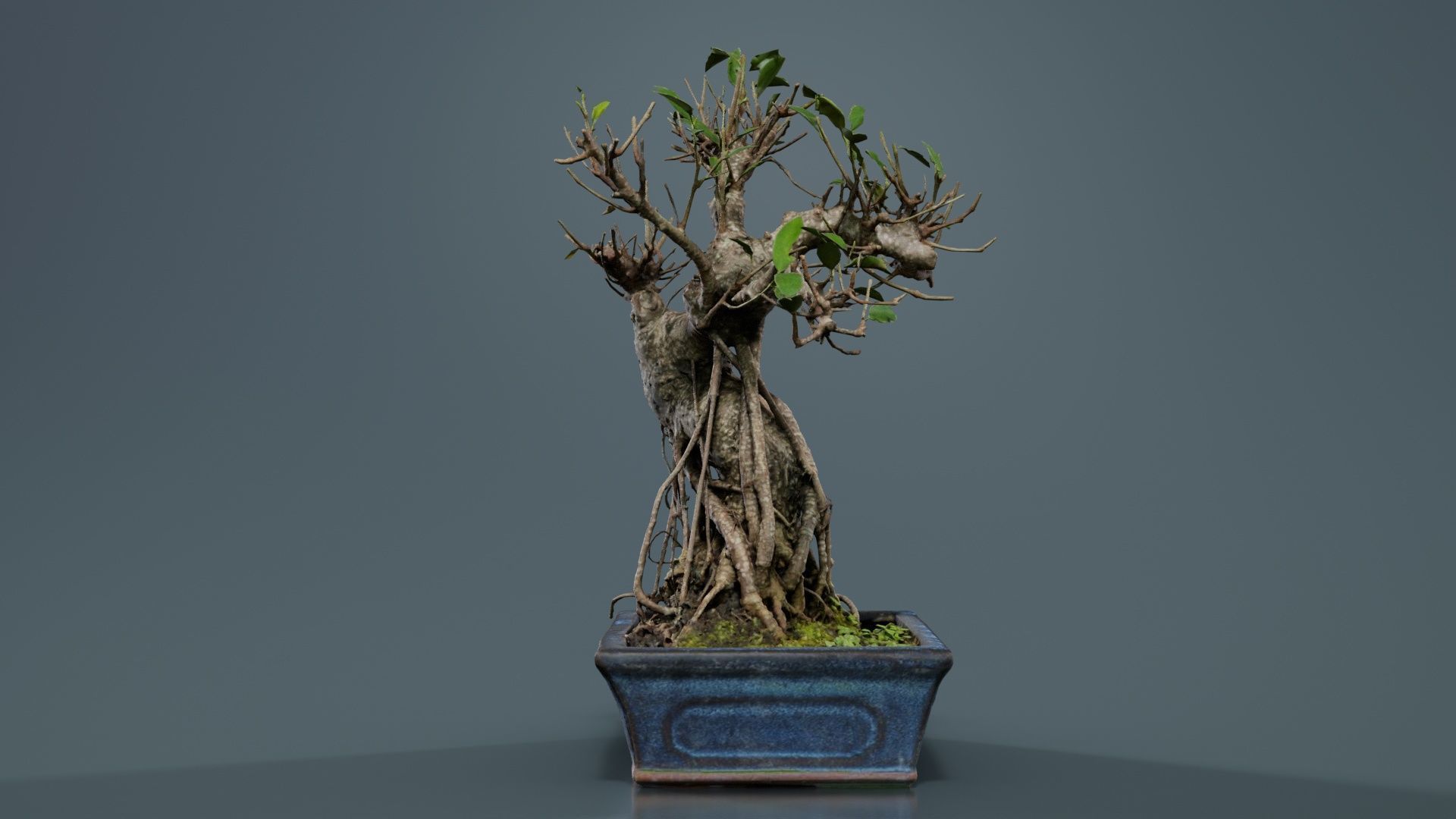 Ficus Retusa Bonsai Tree Low-poly 3D model_6