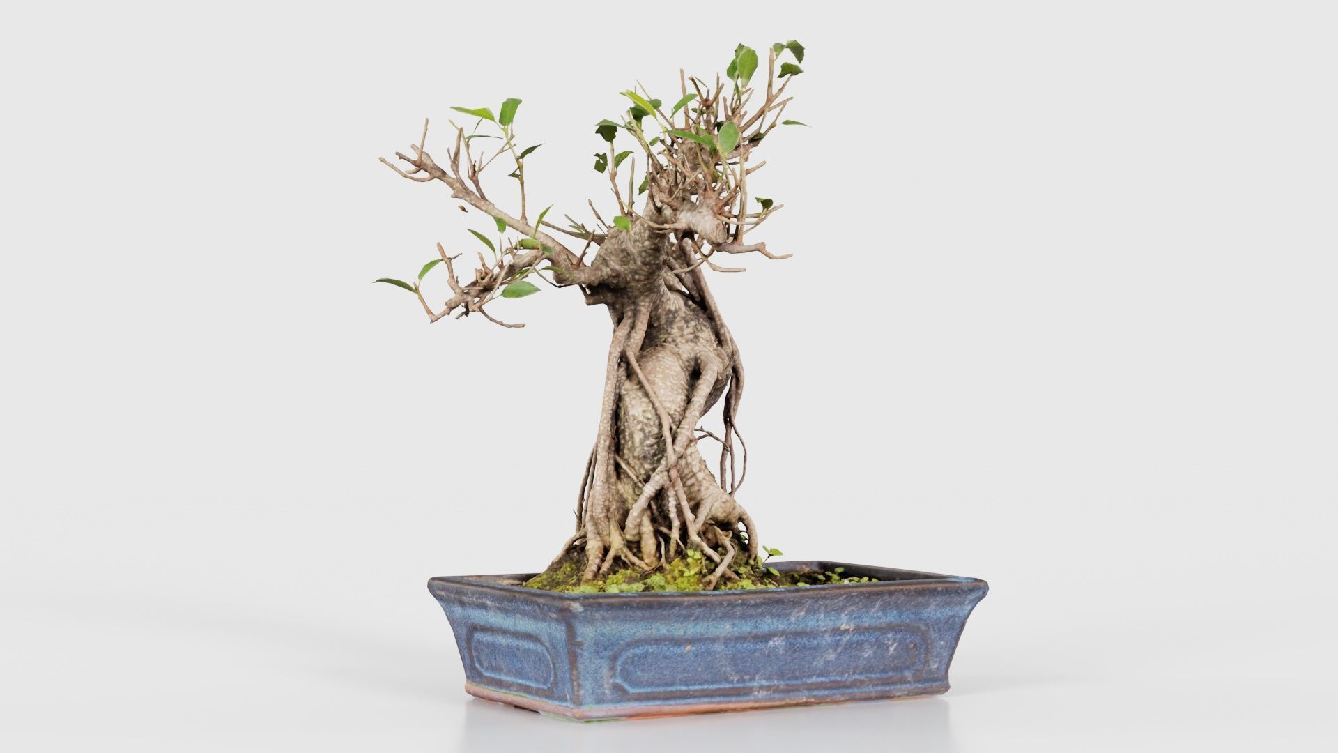 Ficus Retusa Bonsai Tree Low-poly 3D model_16