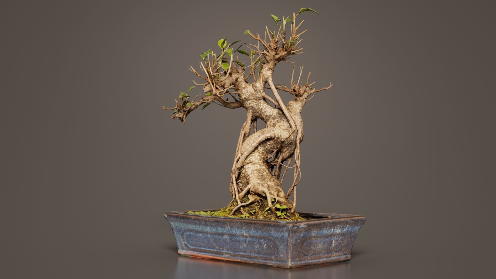 Ficus Retusa Bonsai Tree Low-poly 3D model_7