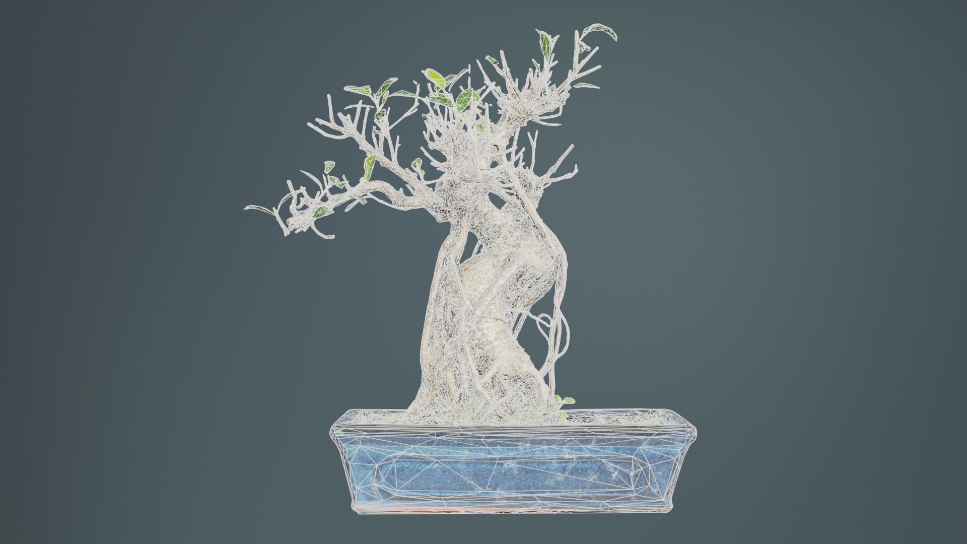 Ficus Retusa Bonsai Tree Low-poly 3D model_9