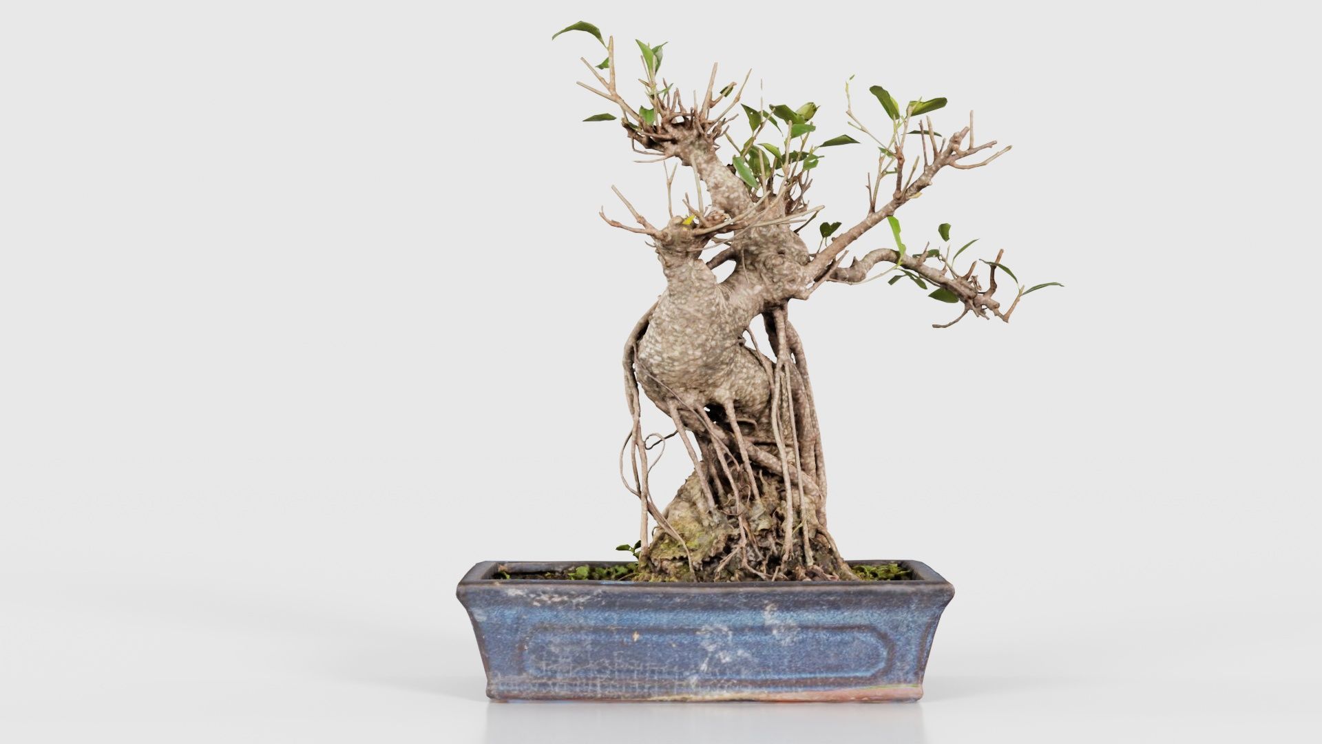 Ficus Retusa Bonsai Tree Low-poly 3D model_21