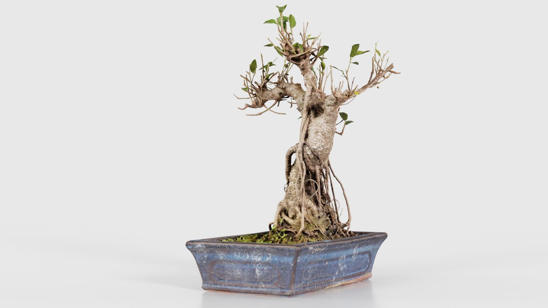 Ficus Retusa Bonsai Tree Low-poly 3D model_23