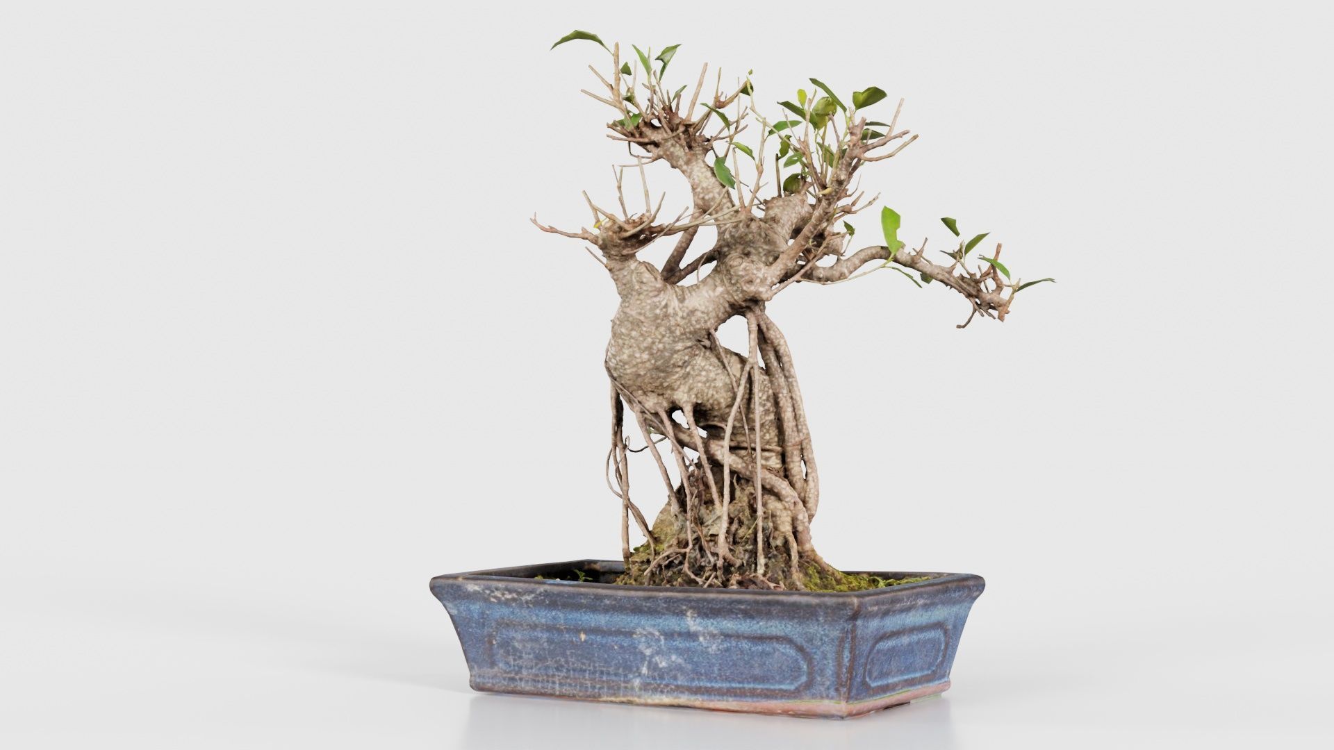 Ficus Retusa Bonsai Tree Low-poly 3D model_20