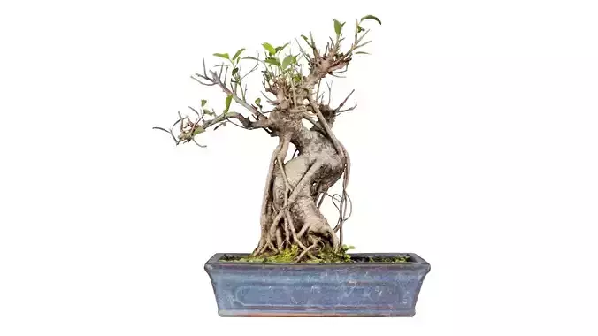 Ficus Retusa Bonsai Tree Low-poly 3D model