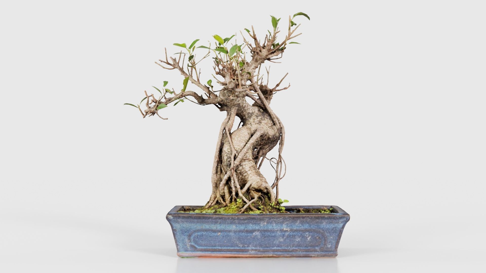 Ficus Retusa Bonsai Tree Low-poly 3D model_15