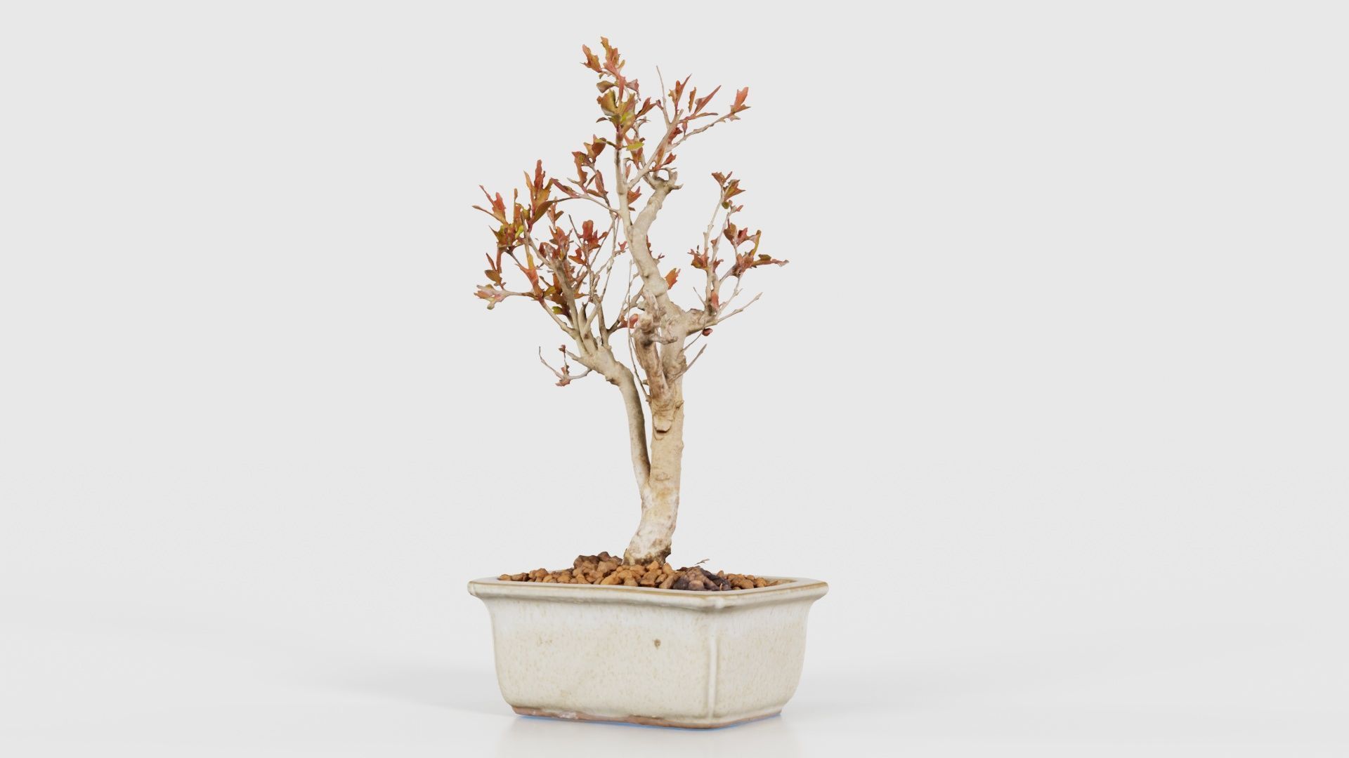 Punica Granatum Bonsai Tree Low-poly 3D model_20