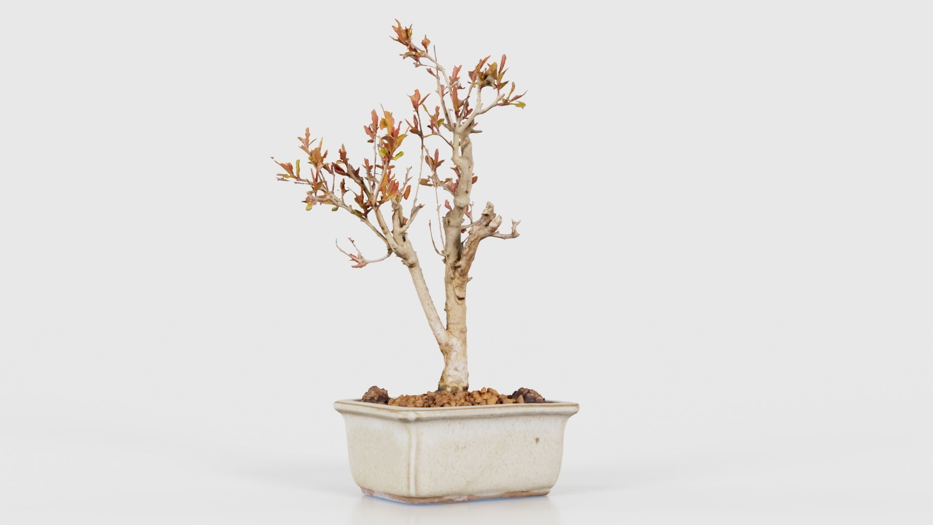 Punica Granatum Bonsai Tree Low-poly 3D model_22