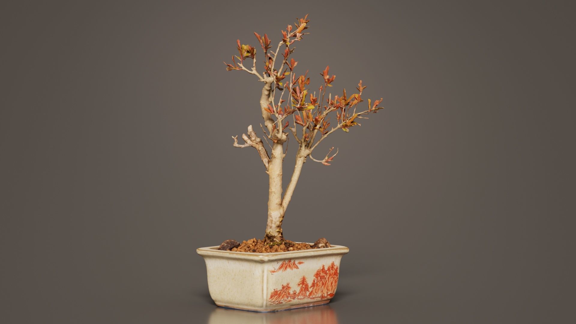 Punica Granatum Bonsai Tree Low-poly 3D model_3
