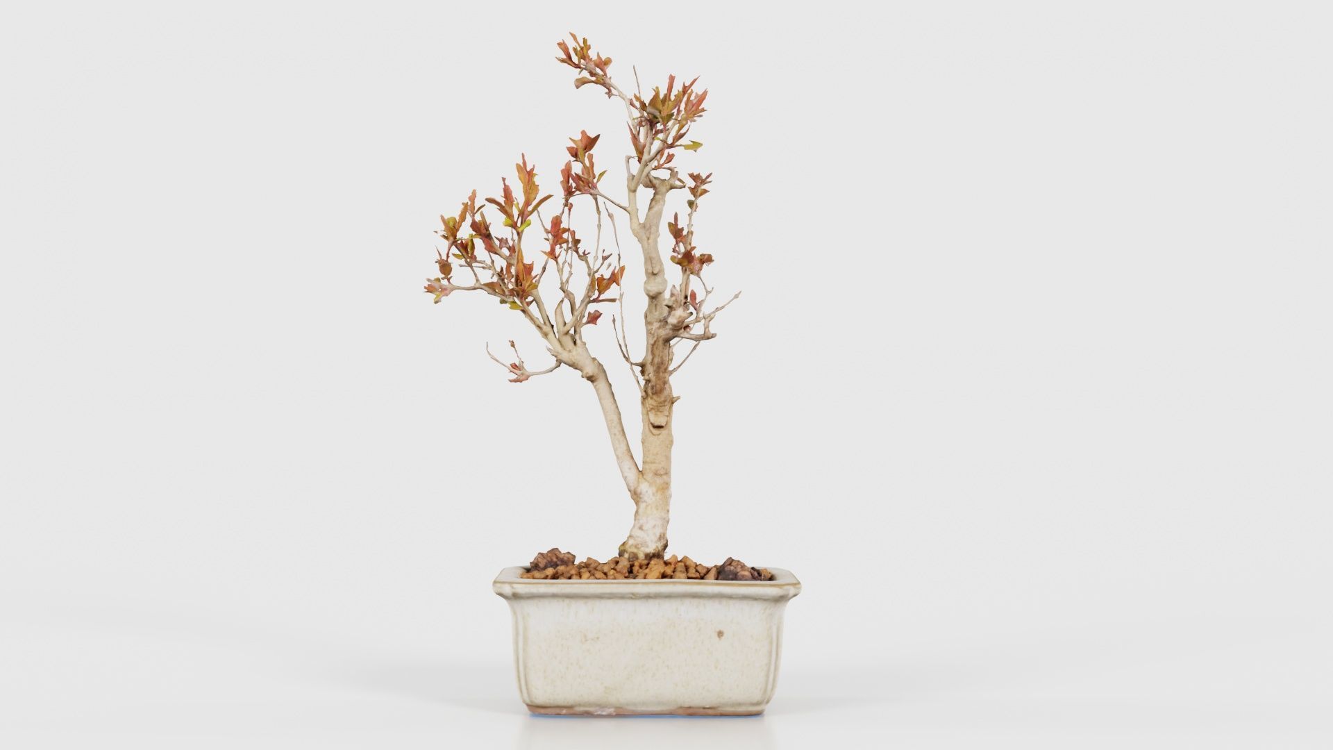 Punica Granatum Bonsai Tree Low-poly 3D model_21