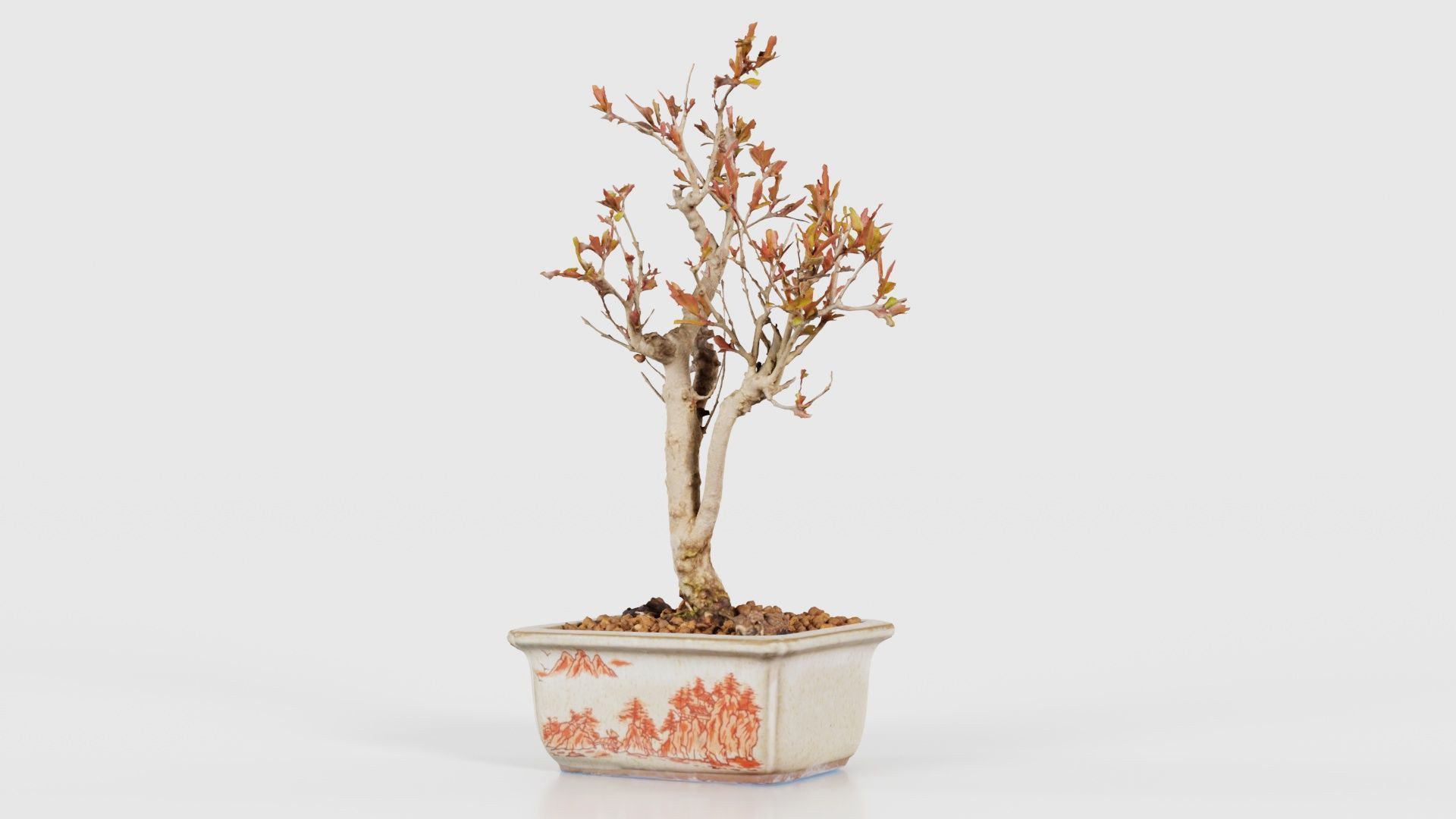 Punica Granatum Bonsai Tree Low-poly 3D model_26