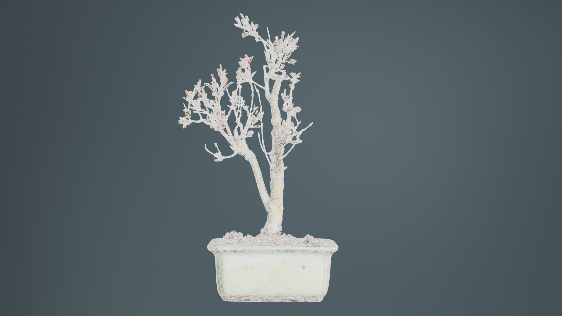 Punica Granatum Bonsai Tree Low-poly 3D model_10