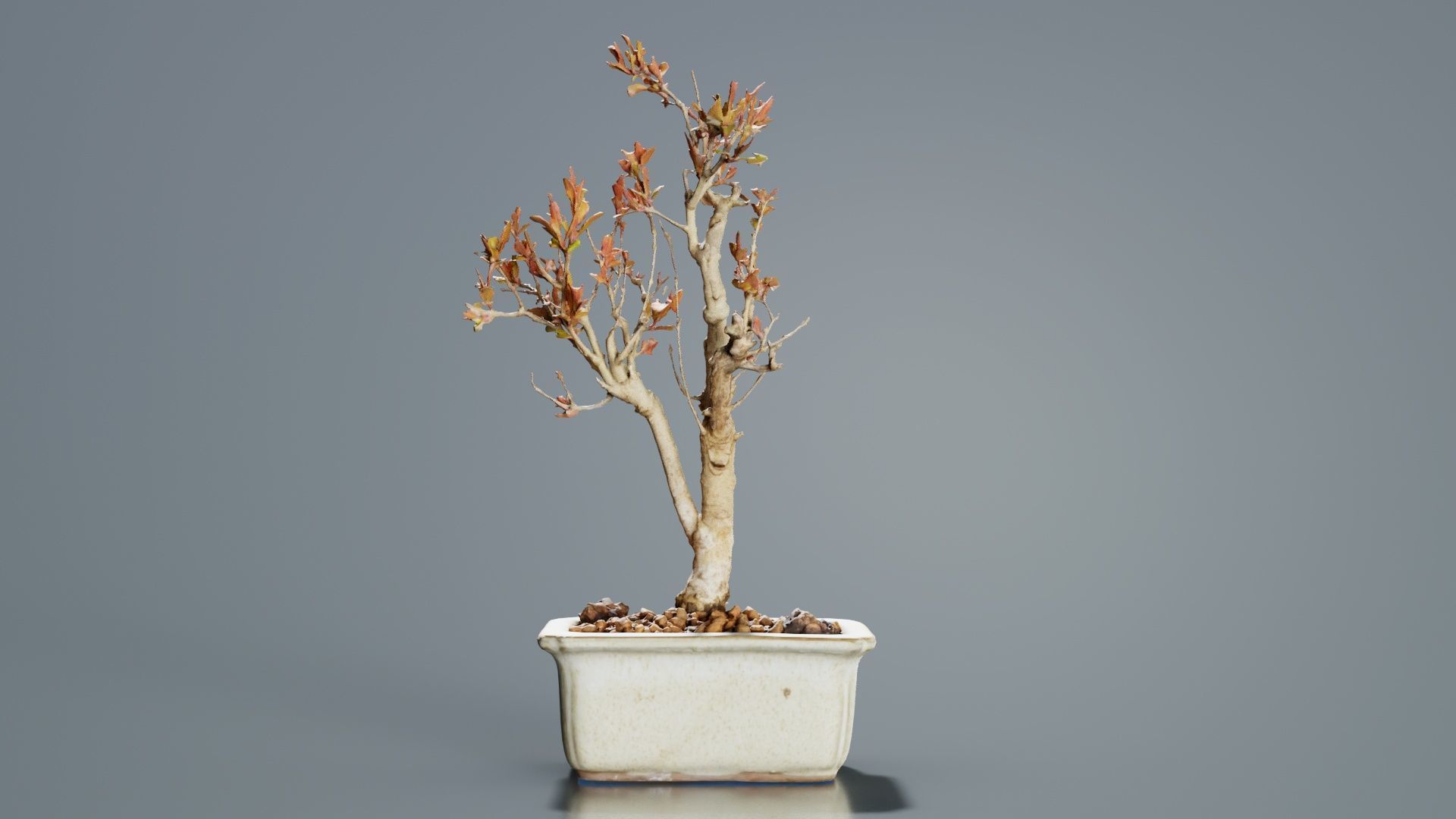 Punica Granatum Bonsai Tree Low-poly 3D model_4