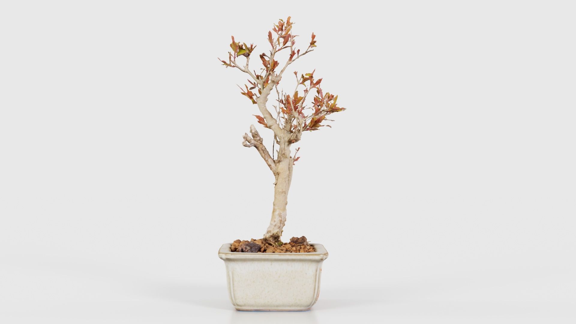 Punica Granatum Bonsai Tree Low-poly 3D model_18