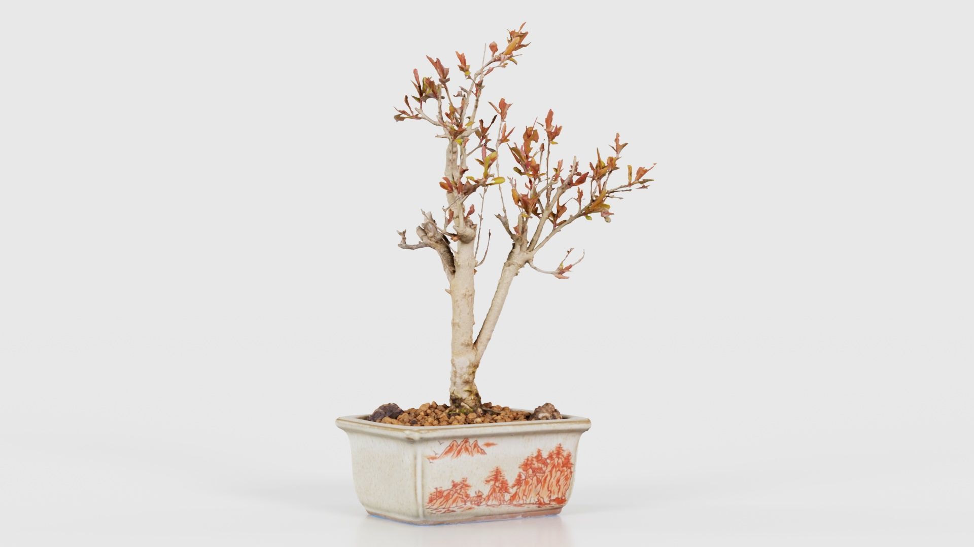 Punica Granatum Bonsai Tree Low-poly 3D model_16