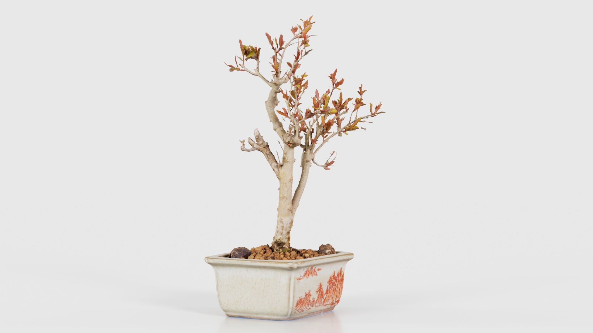 Punica Granatum Bonsai Tree Low-poly 3D model_17