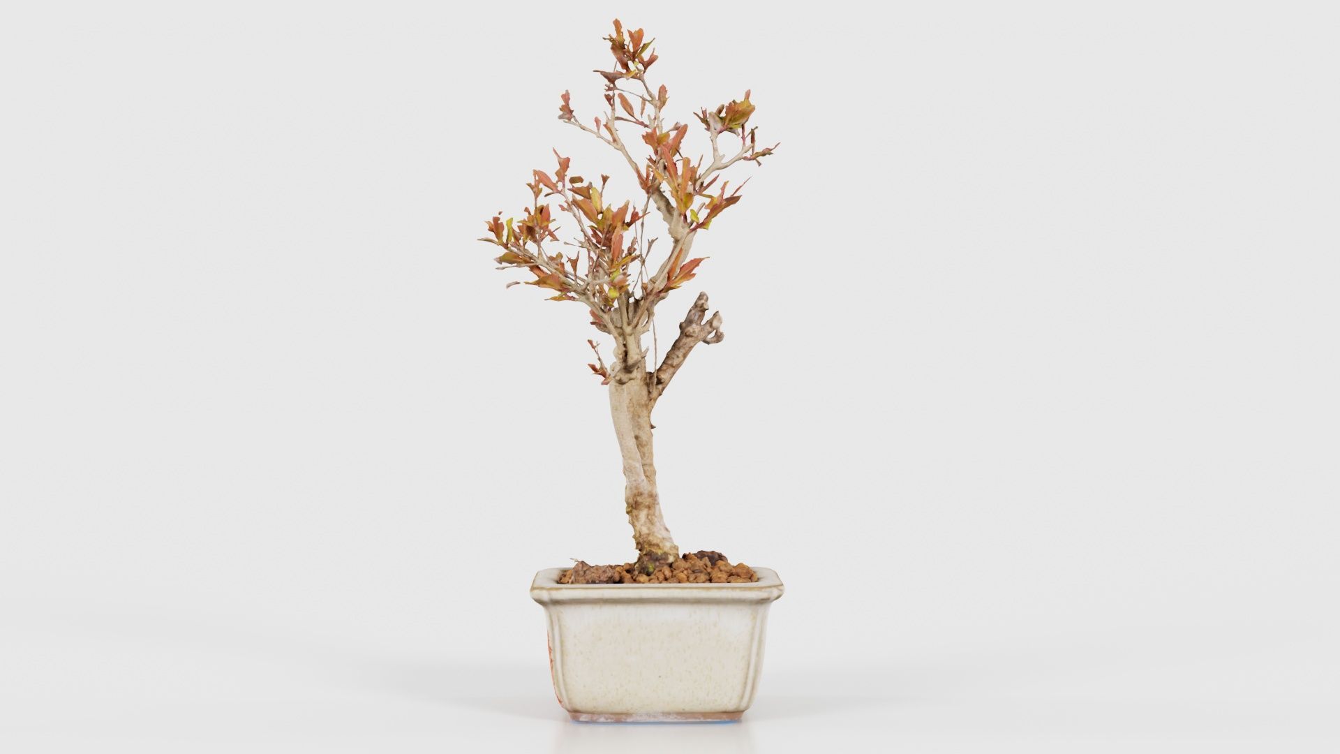 Punica Granatum Bonsai Tree Low-poly 3D model_24