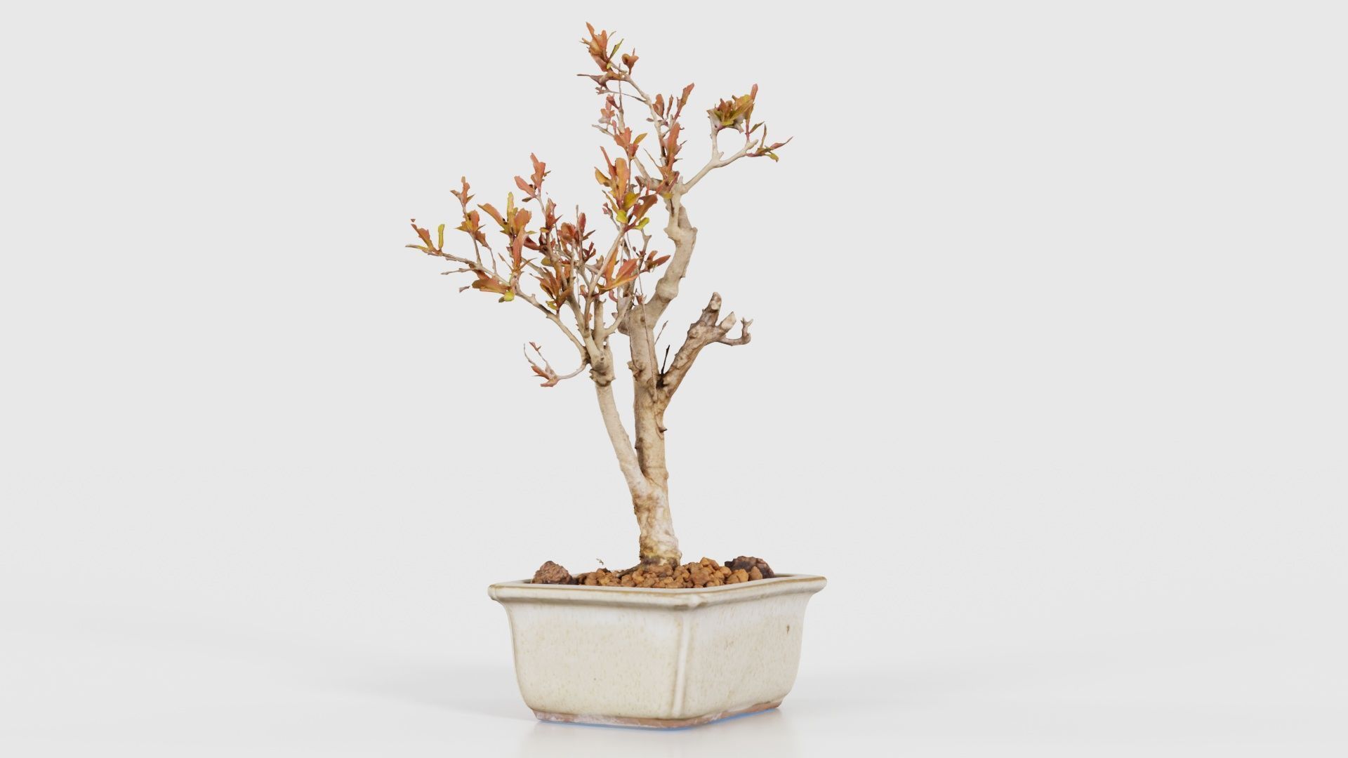 Punica Granatum Bonsai Tree Low-poly 3D model_23