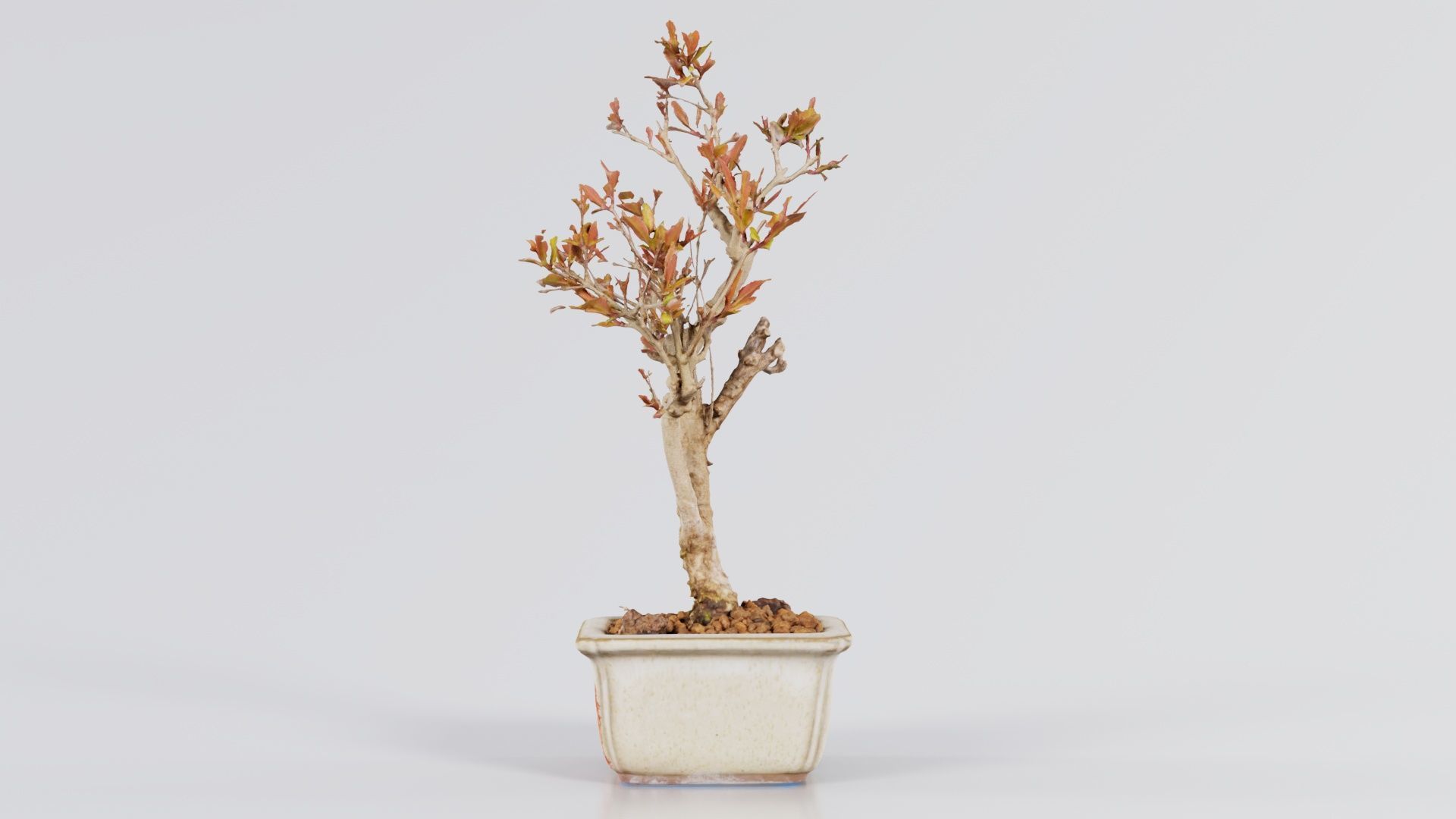 Punica Granatum Bonsai Tree Low-poly 3D model_1