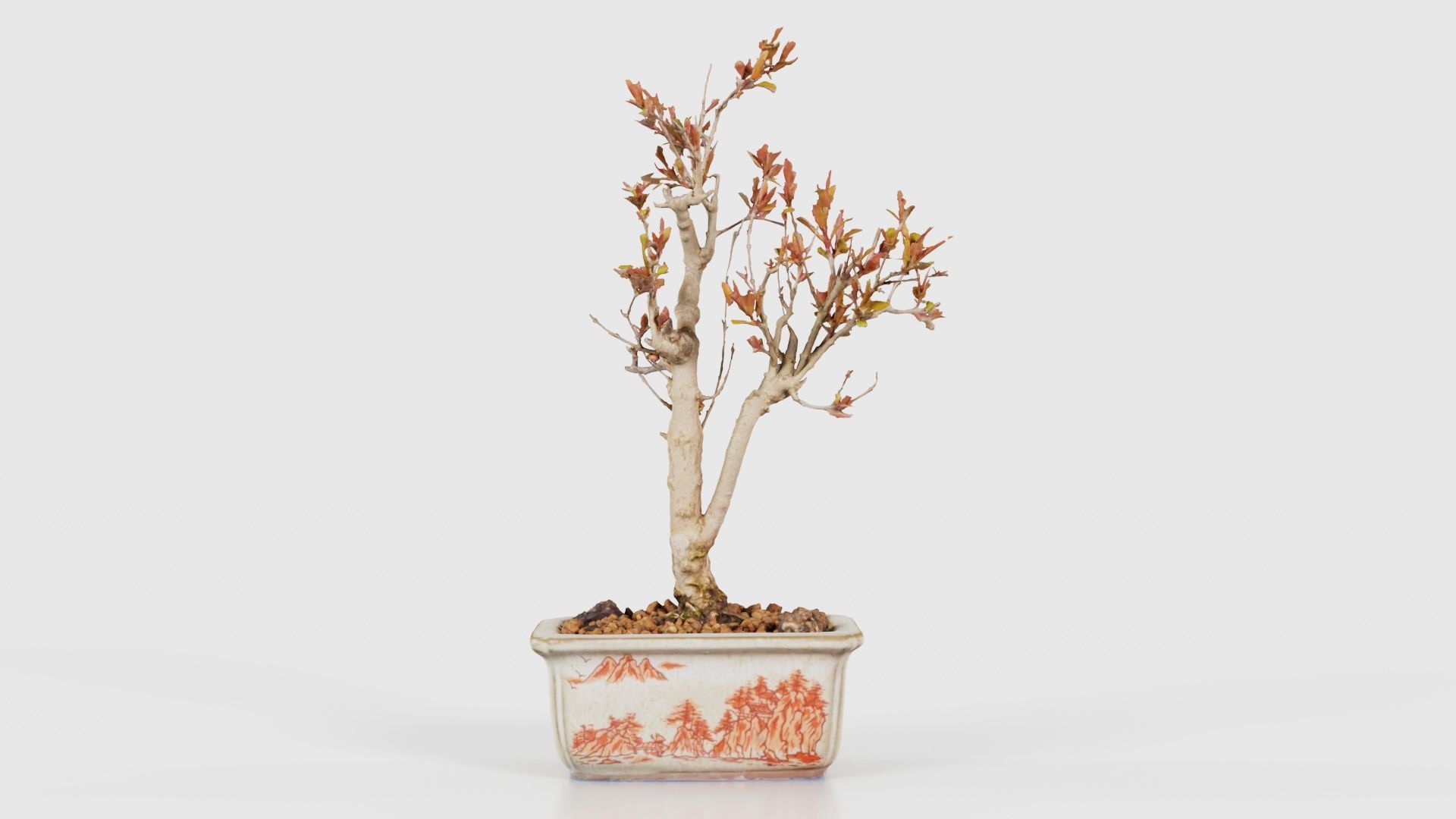 Punica Granatum Bonsai Tree Low-poly 3D model_15