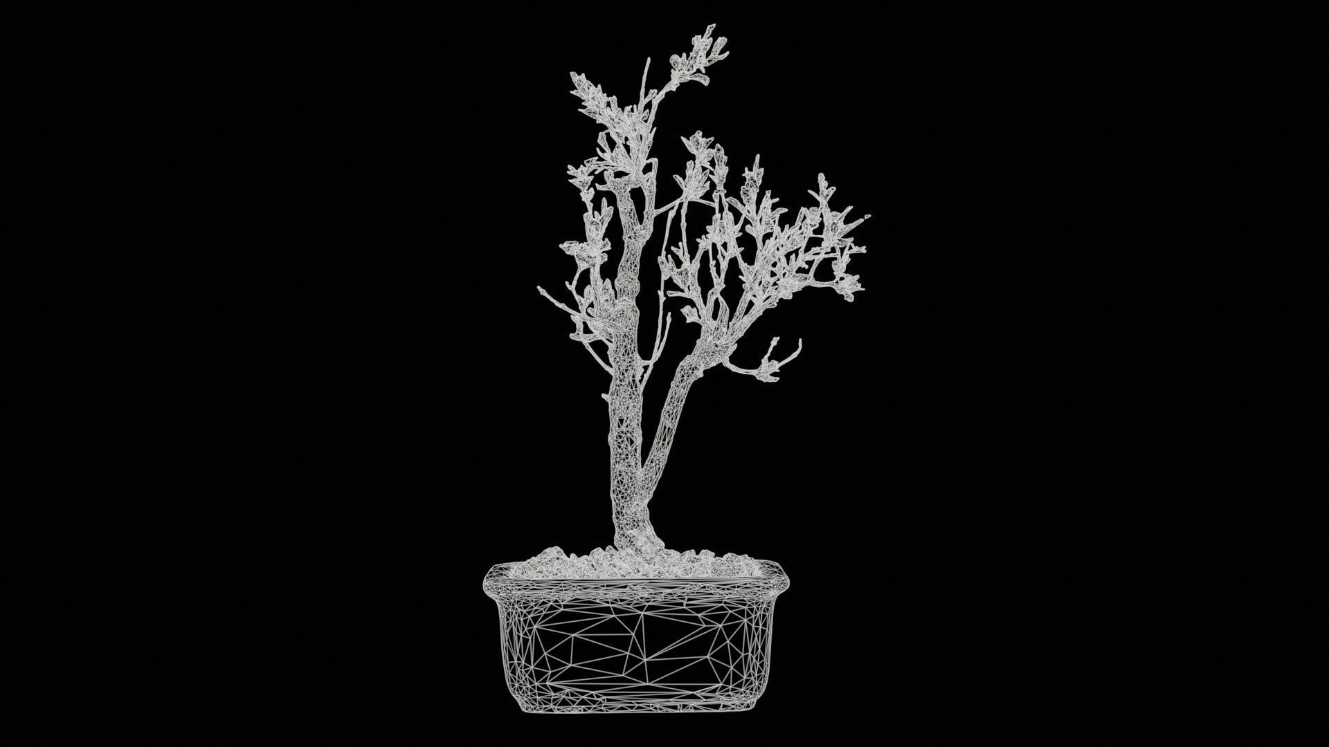 Punica Granatum Bonsai Tree Low-poly 3D model_11