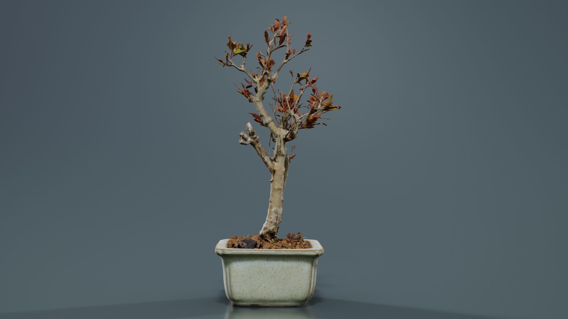 Punica Granatum Bonsai Tree Low-poly 3D model_7