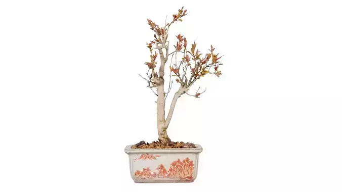 Punica Granatum Bonsai Tree Low-poly 3D model