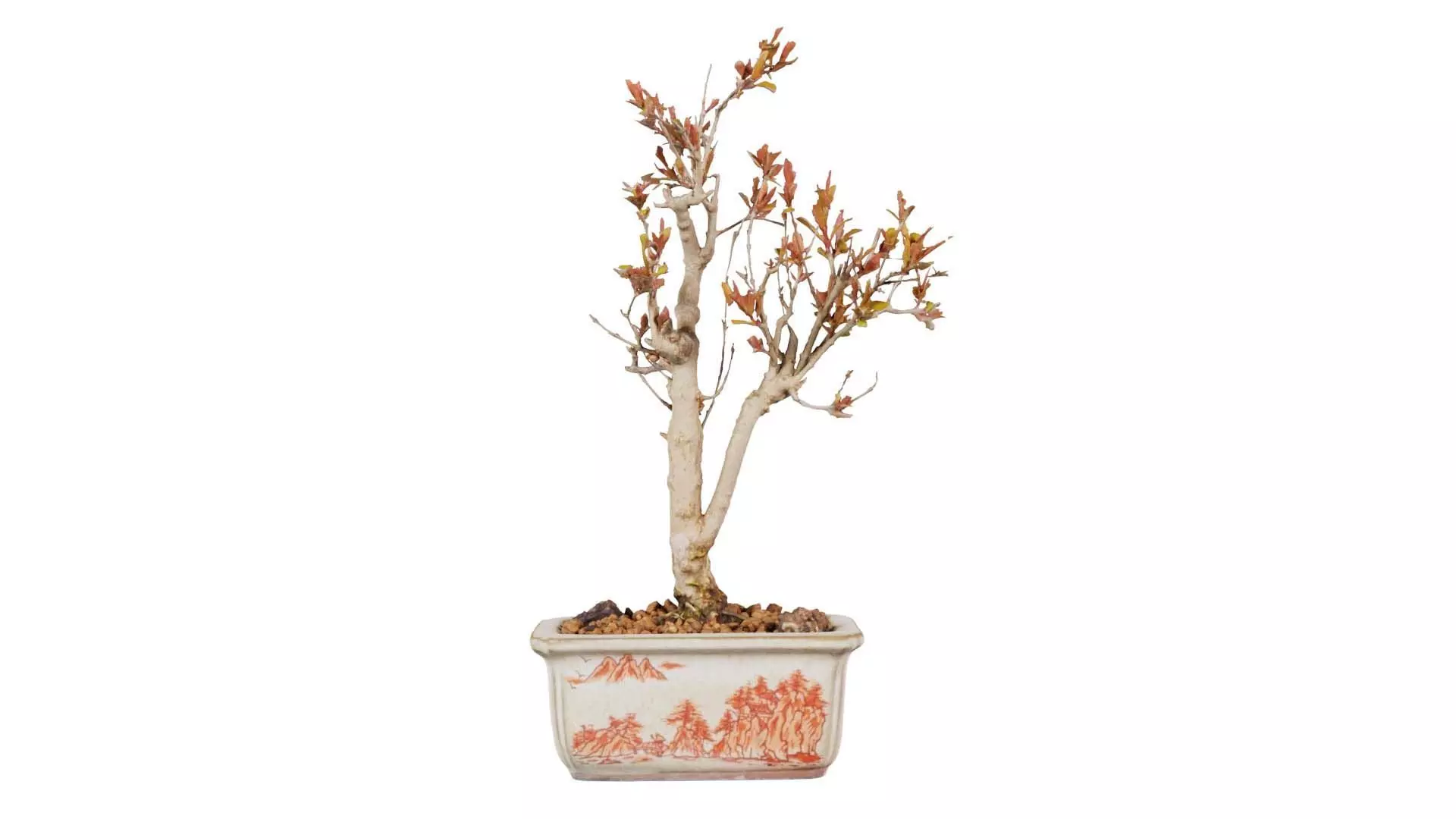 Punica Granatum Bonsai Tree Low-poly 3D model_0