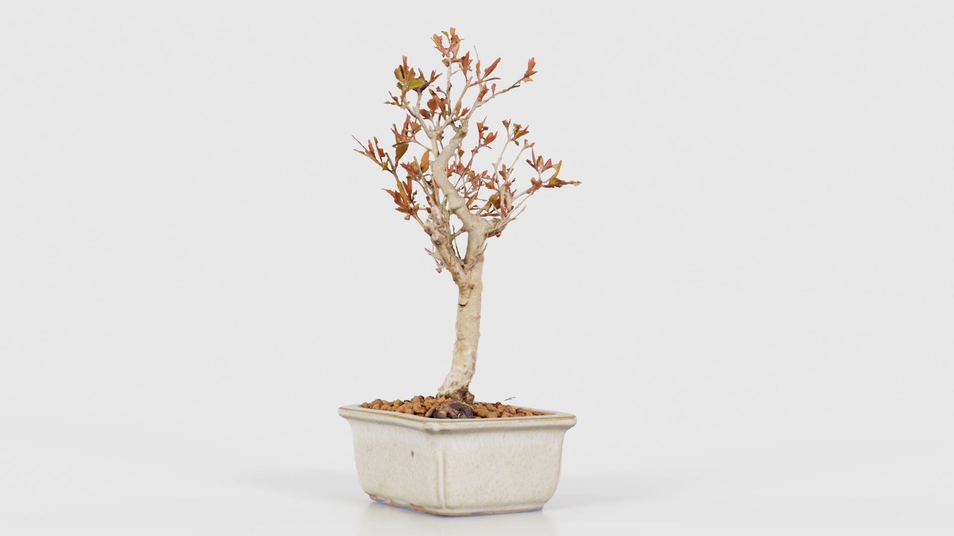 Punica Granatum Bonsai Tree Low-poly 3D model_19