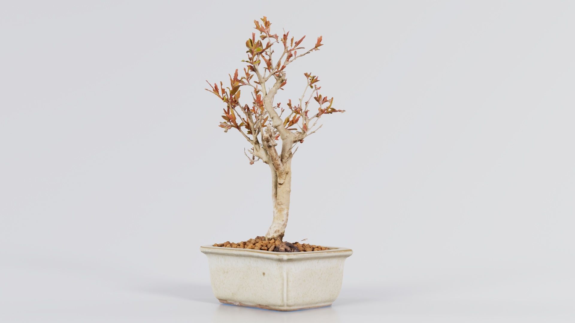 Punica Granatum Bonsai Tree Low-poly 3D model_2