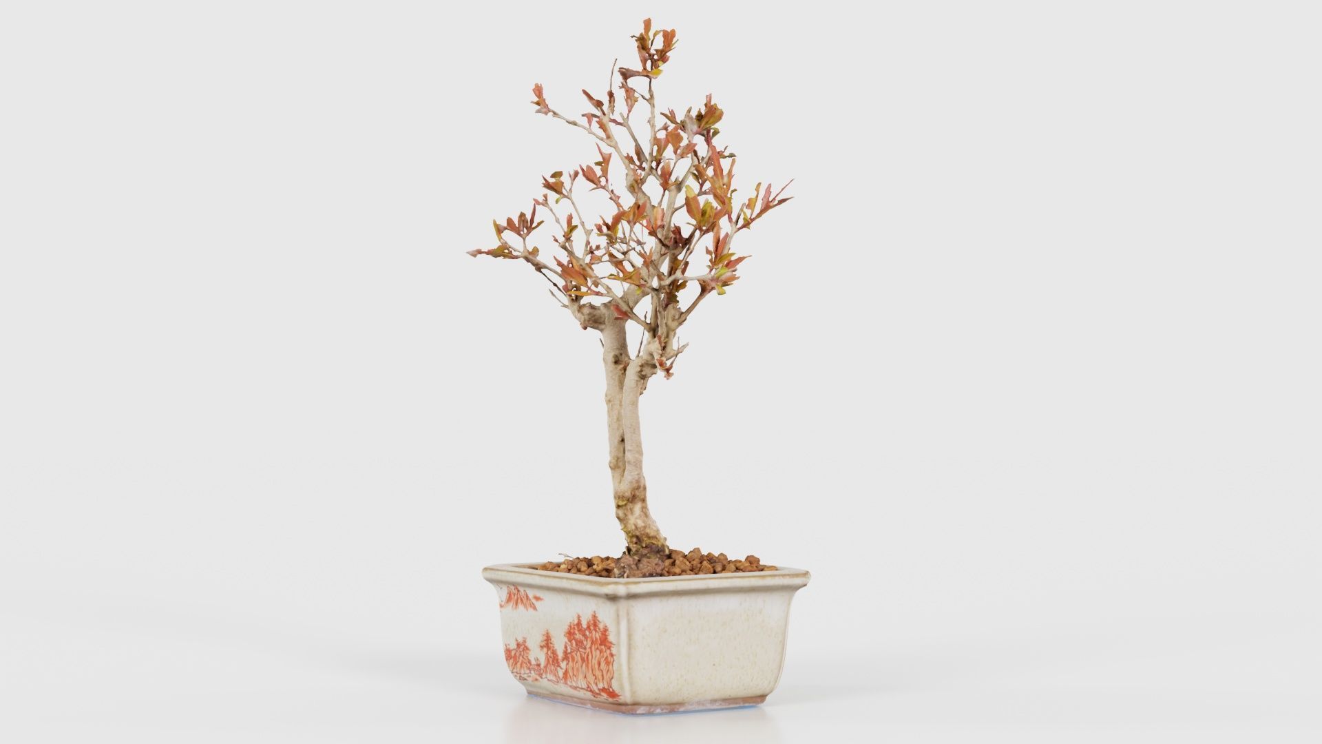 Punica Granatum Bonsai Tree Low-poly 3D model_25