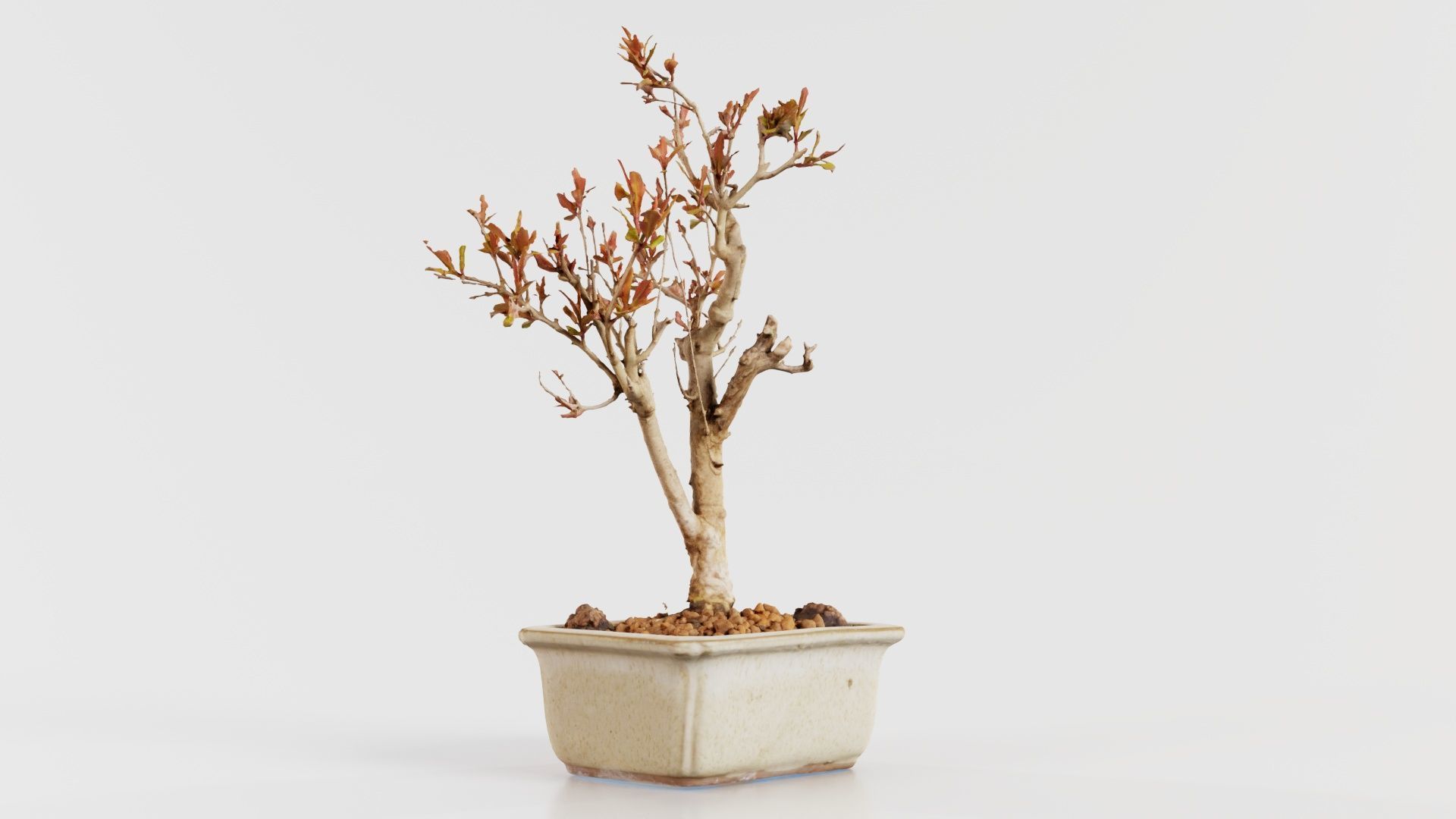 Punica Granatum Bonsai Tree Low-poly 3D model_6