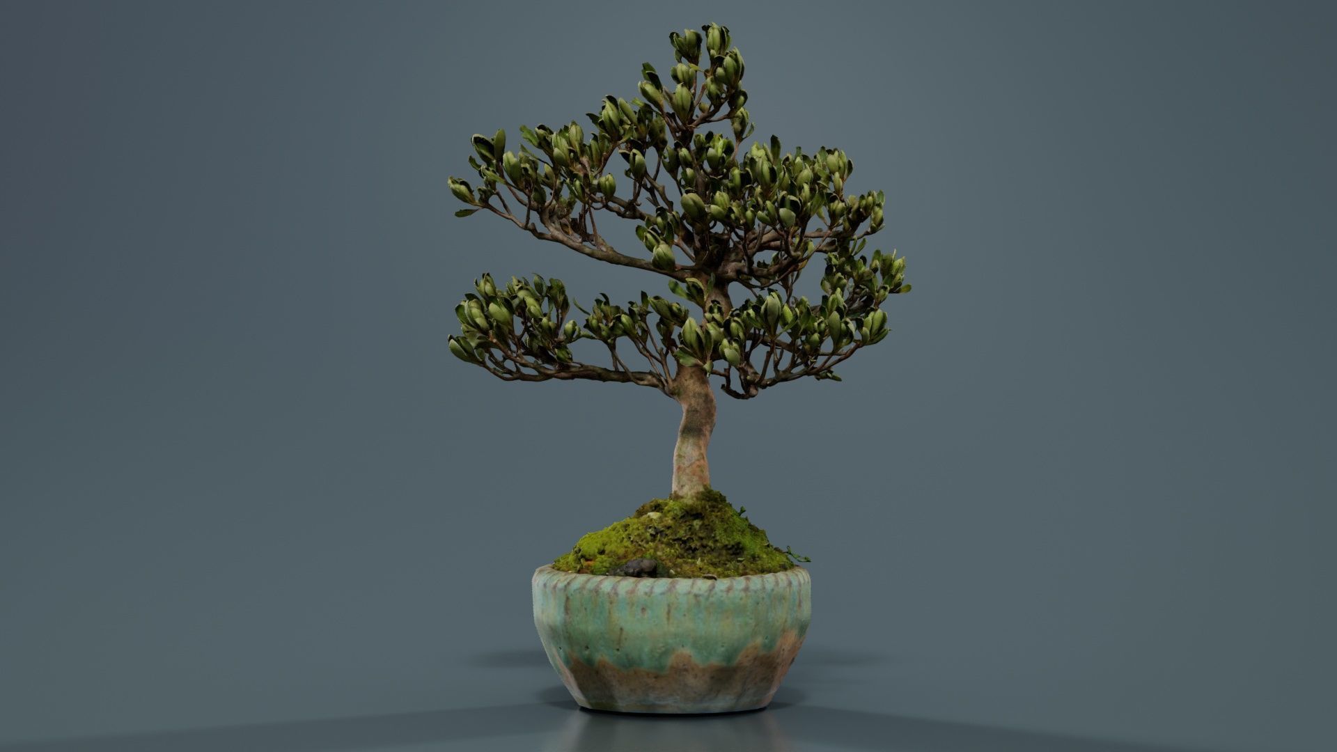 Satsuki Azalea Young Bonsai Tree Low-poly 3D model_1