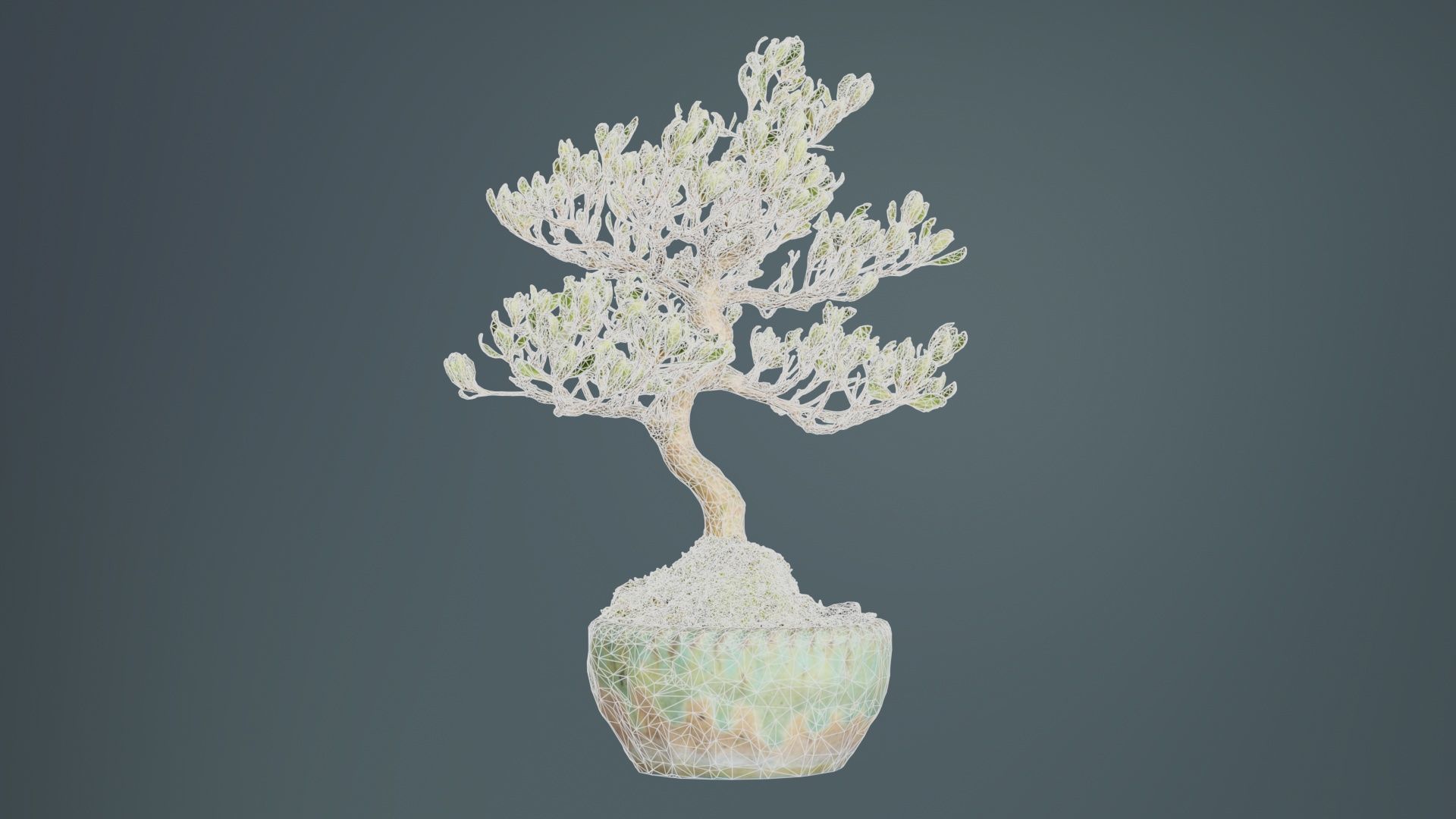 Satsuki Azalea Young Bonsai Tree Low-poly 3D model_9