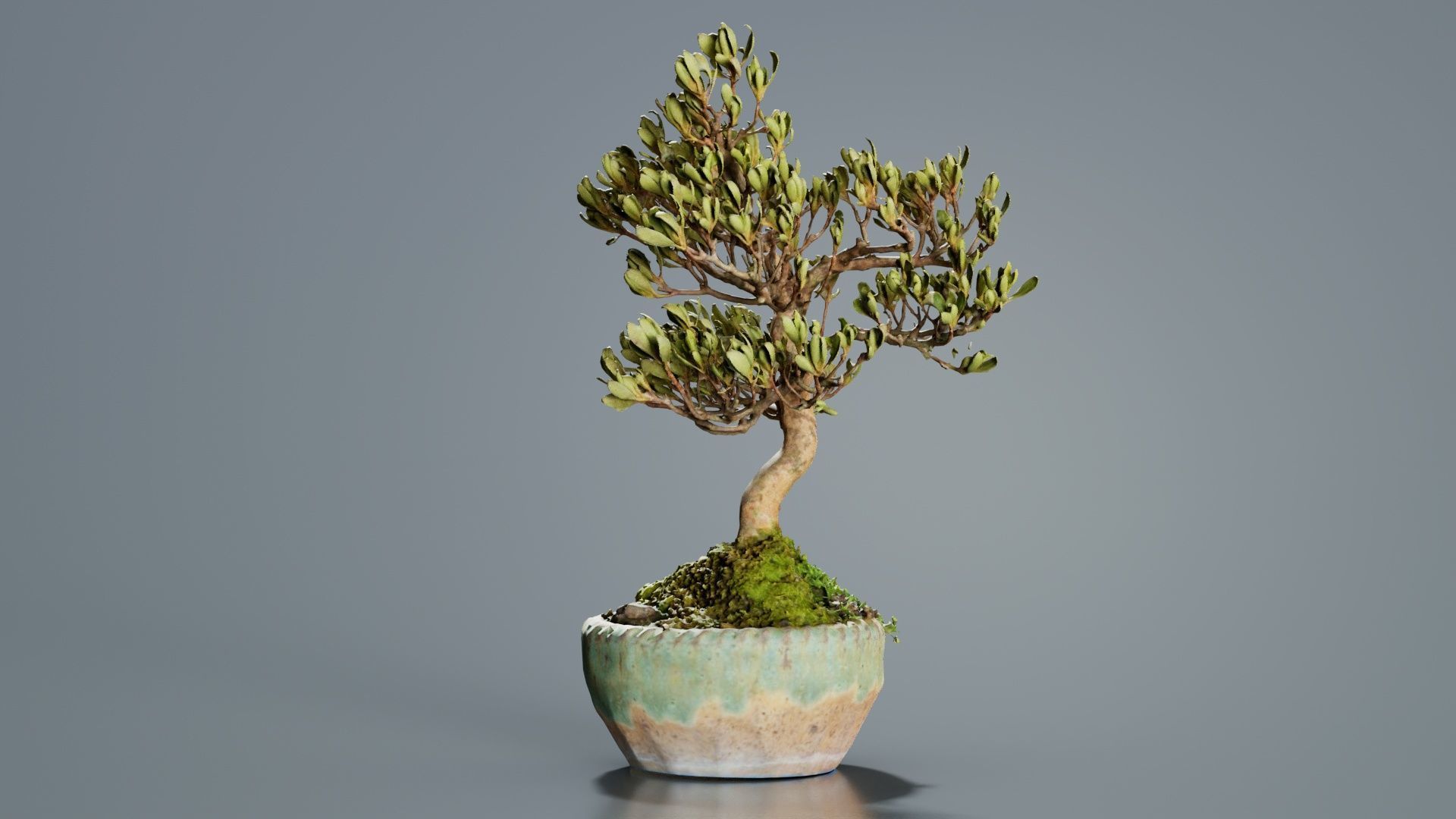 Satsuki Azalea Young Bonsai Tree Low-poly 3D model_4