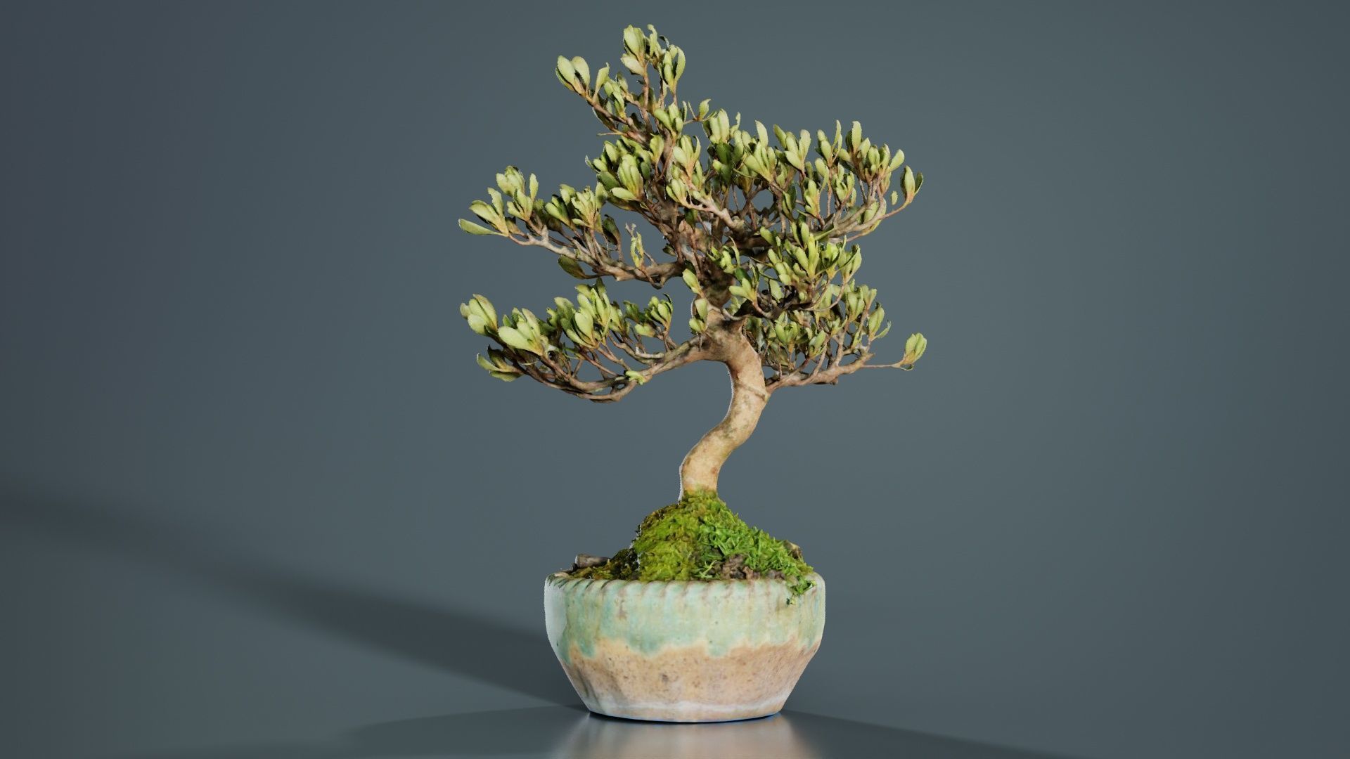 Satsuki Azalea Young Bonsai Tree Low-poly 3D model_2