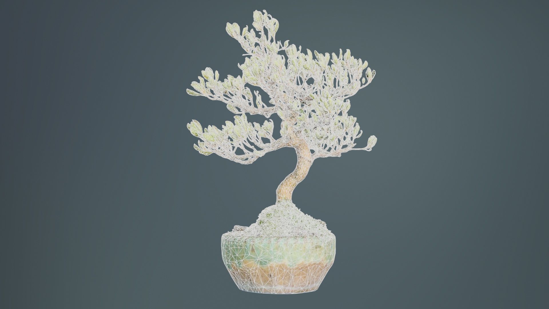 Satsuki Azalea Young Bonsai Tree Low-poly 3D model_10