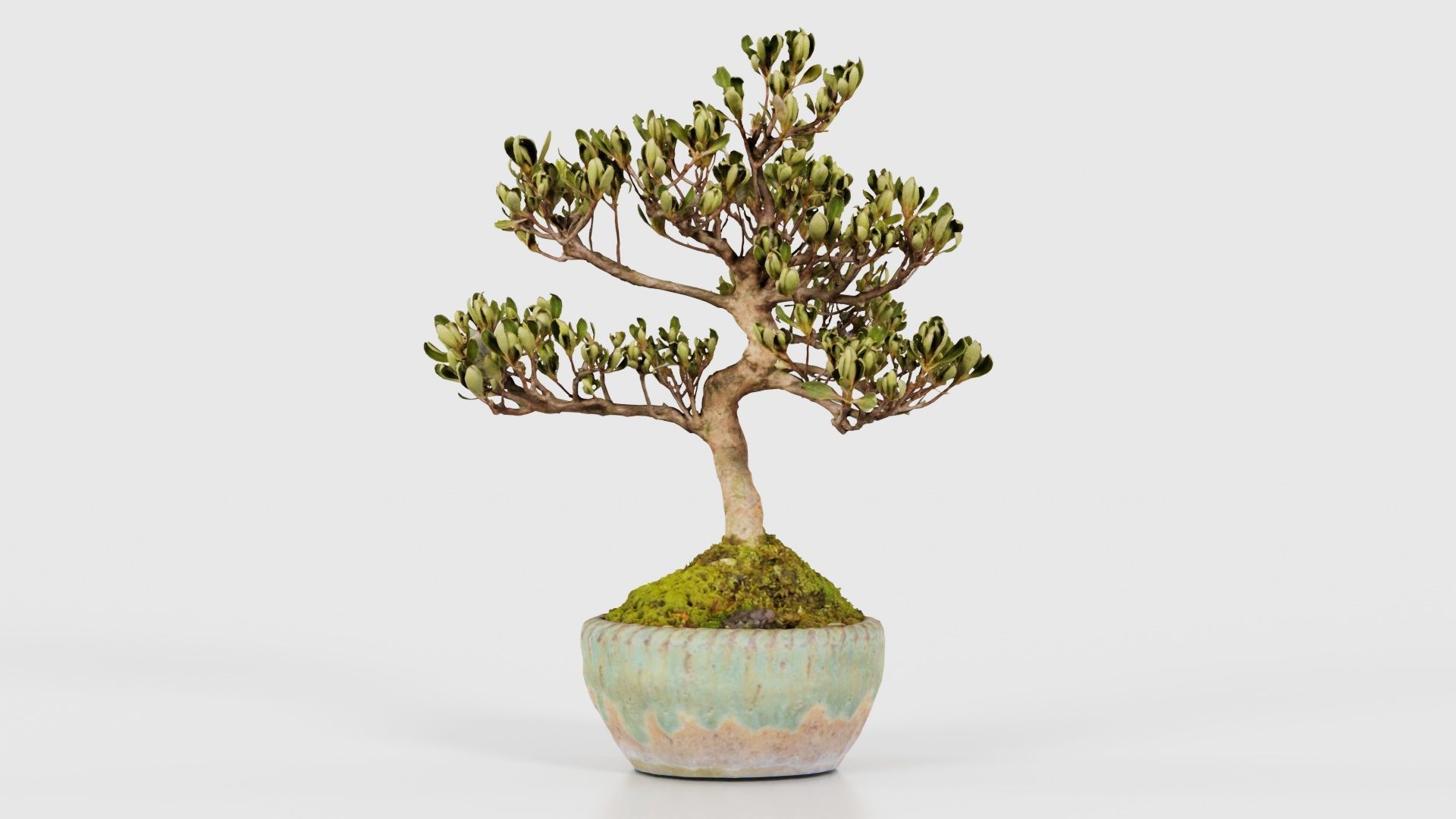 Satsuki Azalea Young Bonsai Tree Low-poly 3D model_25