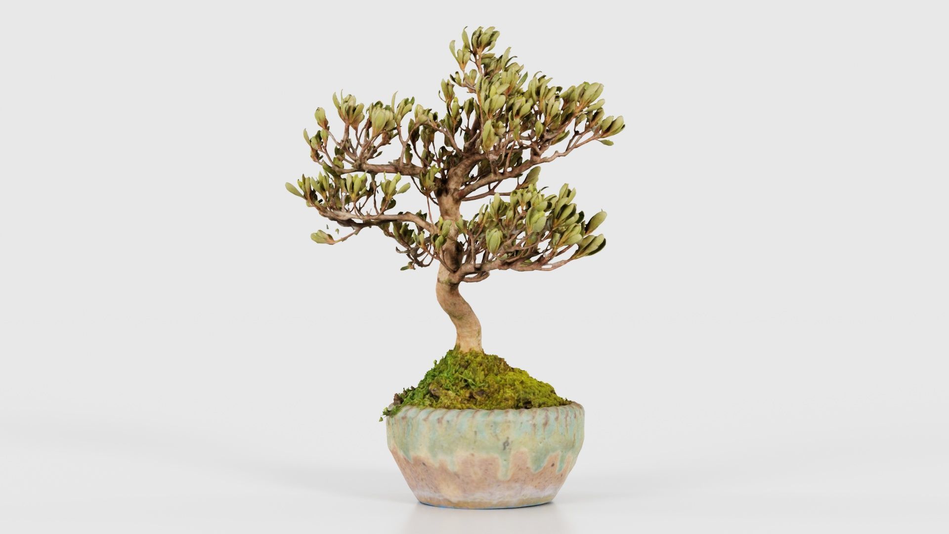 Satsuki Azalea Young Bonsai Tree Low-poly 3D model_17