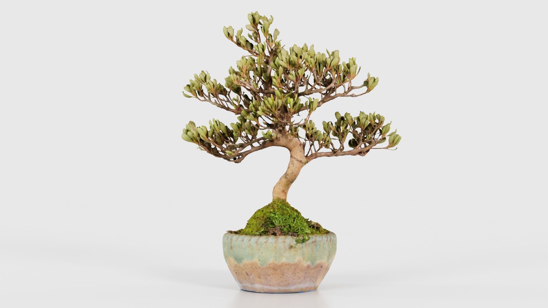 Satsuki Azalea Young Bonsai Tree Low-poly 3D model_20