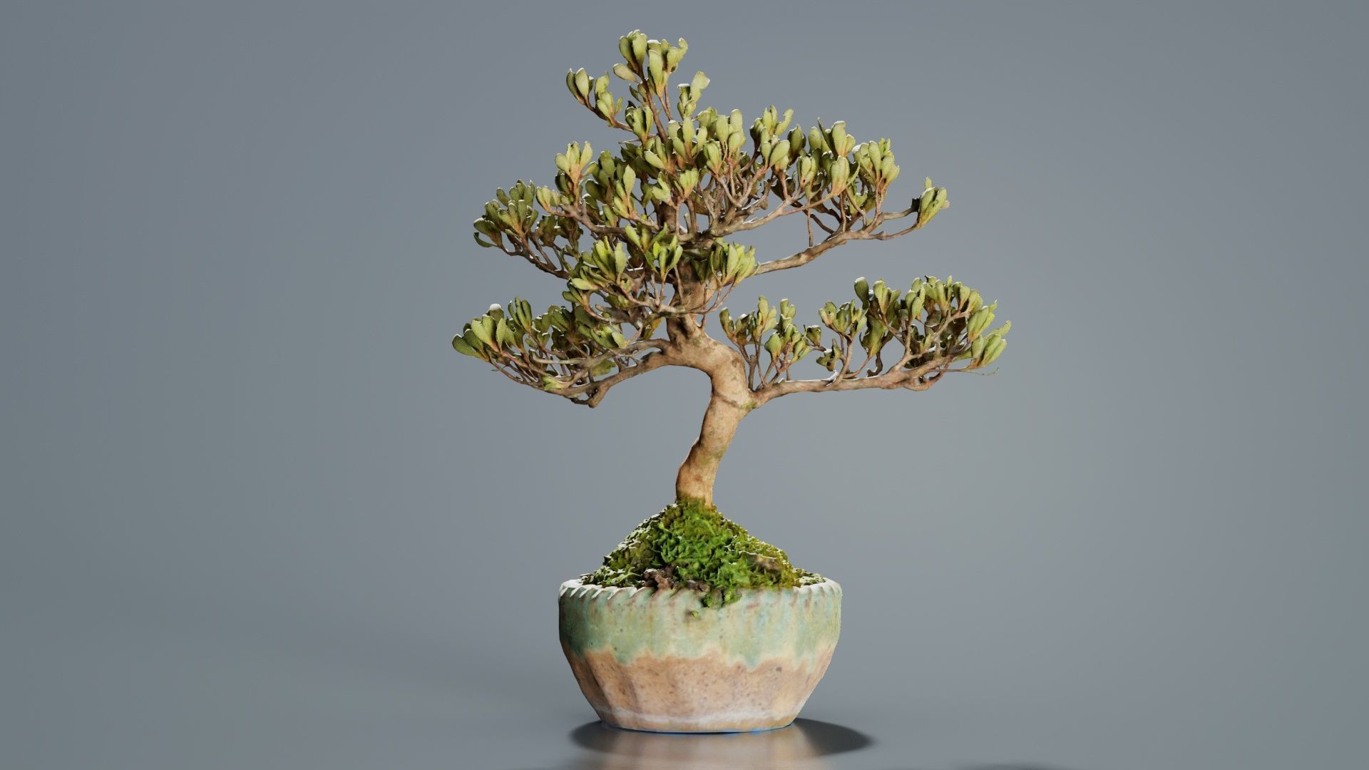 Satsuki Azalea Young Bonsai Tree Low-poly 3D model_8