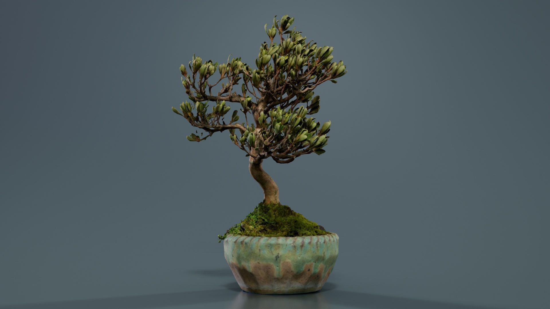 Satsuki Azalea Young Bonsai Tree Low-poly 3D model_5