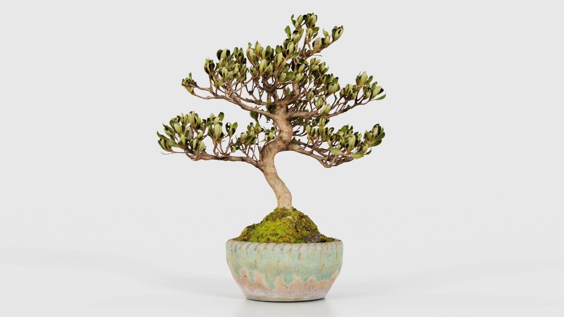 Satsuki Azalea Young Bonsai Tree Low-poly 3D model_26