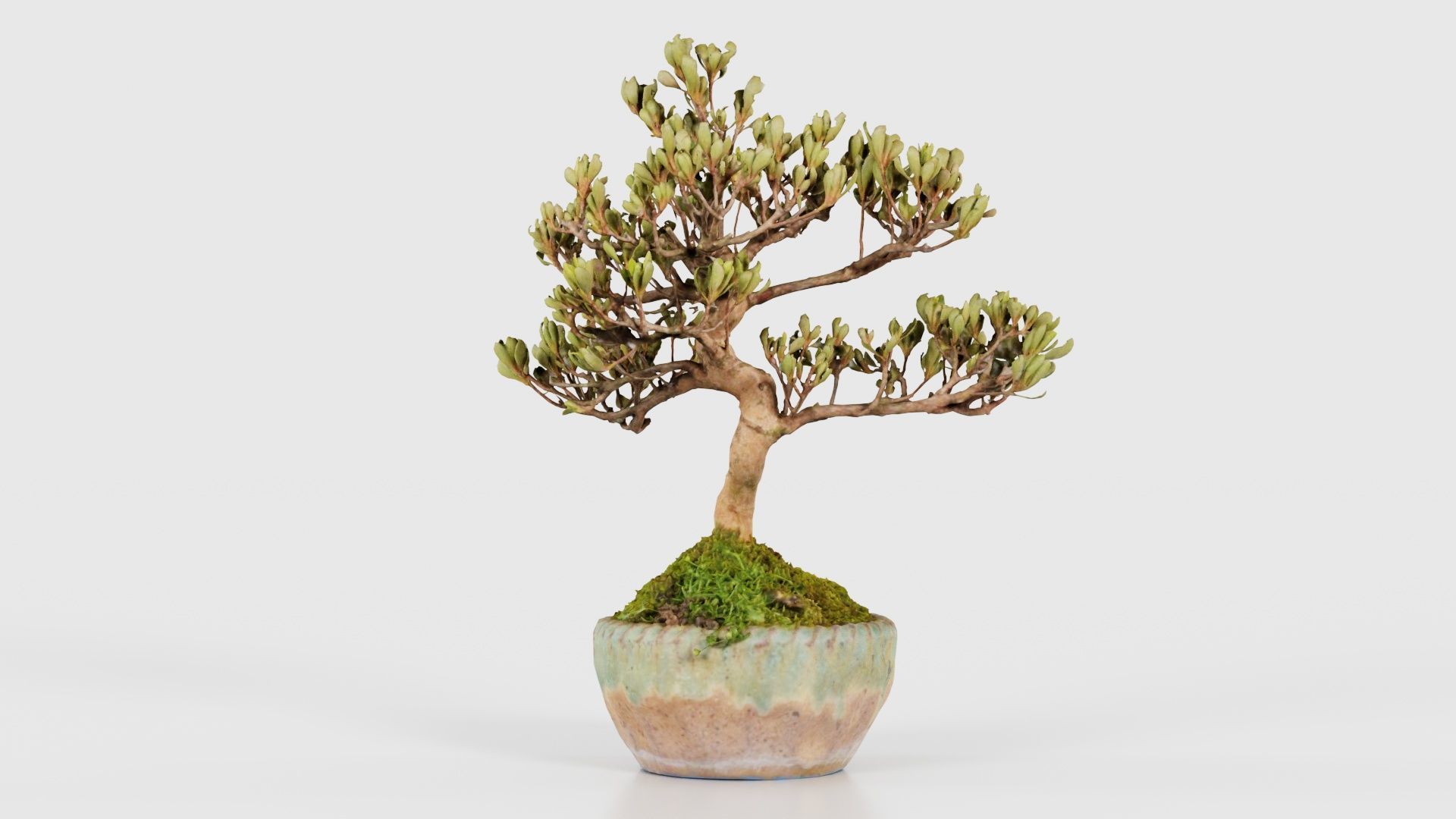 Satsuki Azalea Young Bonsai Tree Low-poly 3D model_19