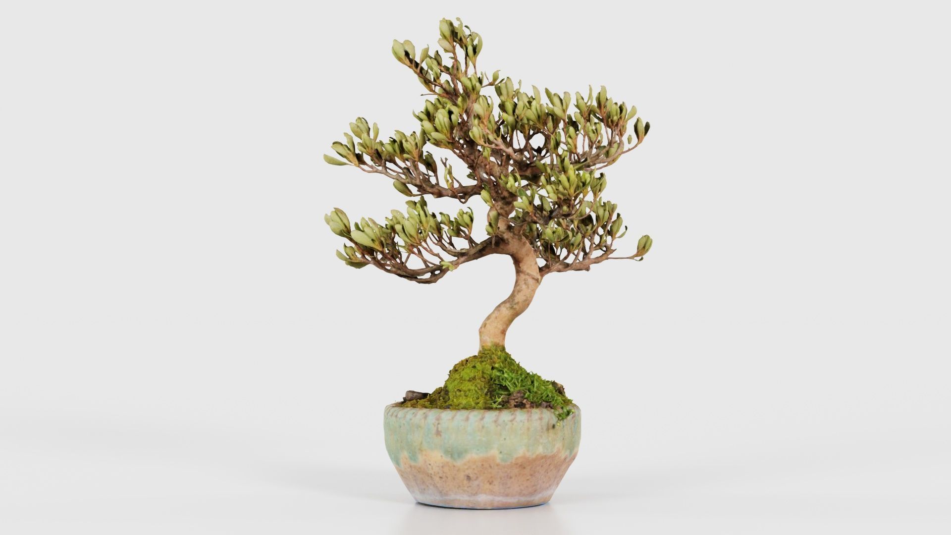Satsuki Azalea Young Bonsai Tree Low-poly 3D model_21